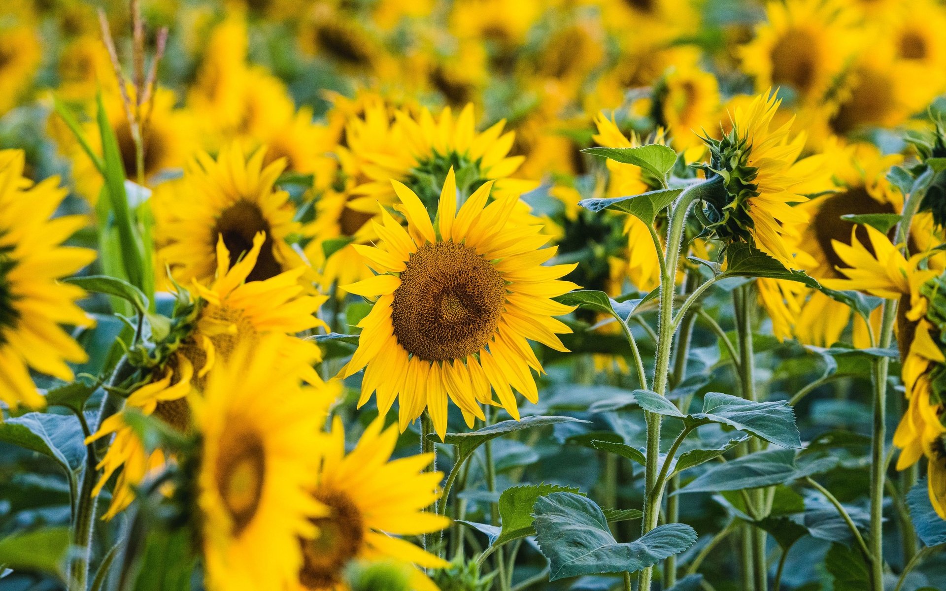 Обои цветы, поле, лепестки, подсолнух, подсолнухи, flowers, field, petals, sunflower, sunflowers разрешение 3840x2160 Загрузить