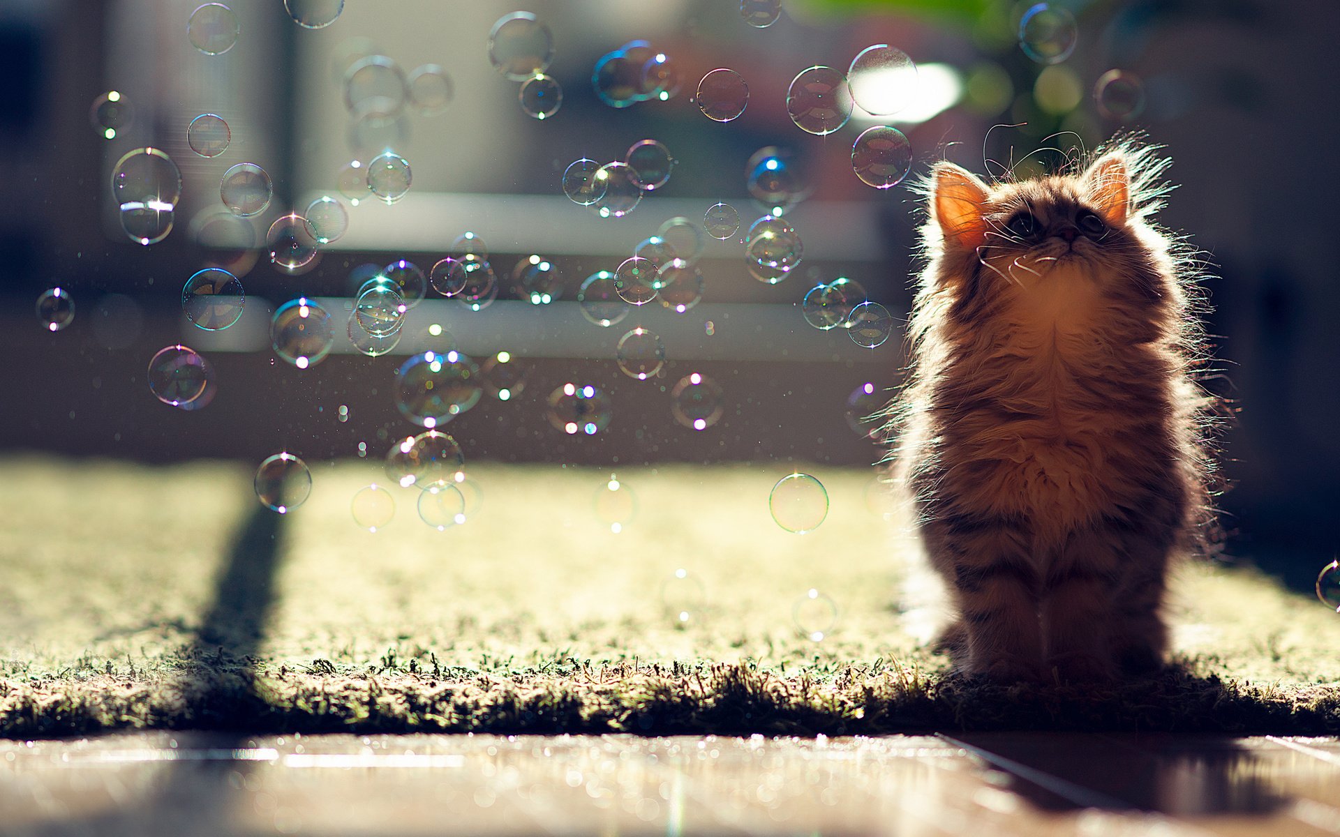 Обои кот, пузыри, котенок, мыльные пузыри, ben torode, cat, bubbles, kitty разрешение 2048x1365 Загрузить