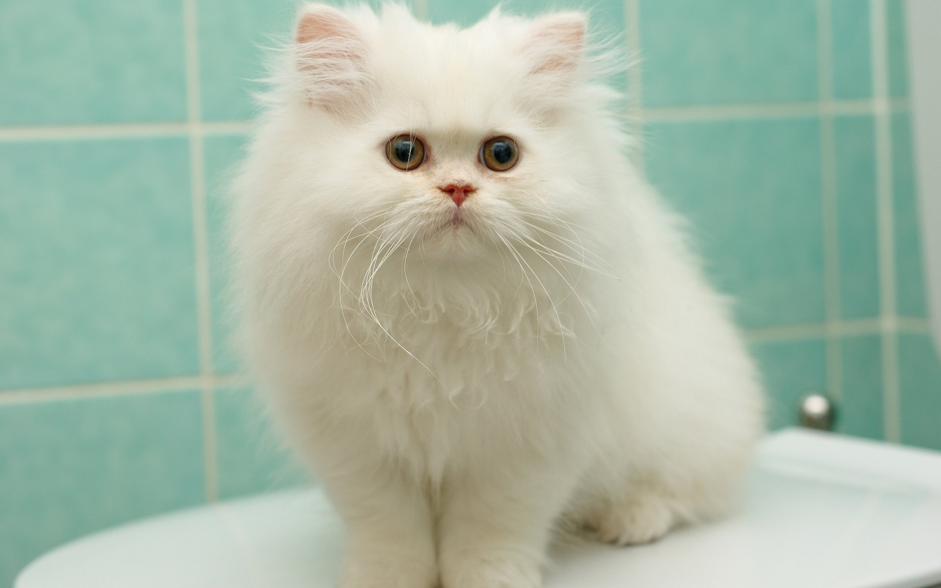 Обои котенок, пушистый, белый, перс, персидская кошка, kitty, fluffy, white, pers, persian cat разрешение 2048x1371 Загрузить