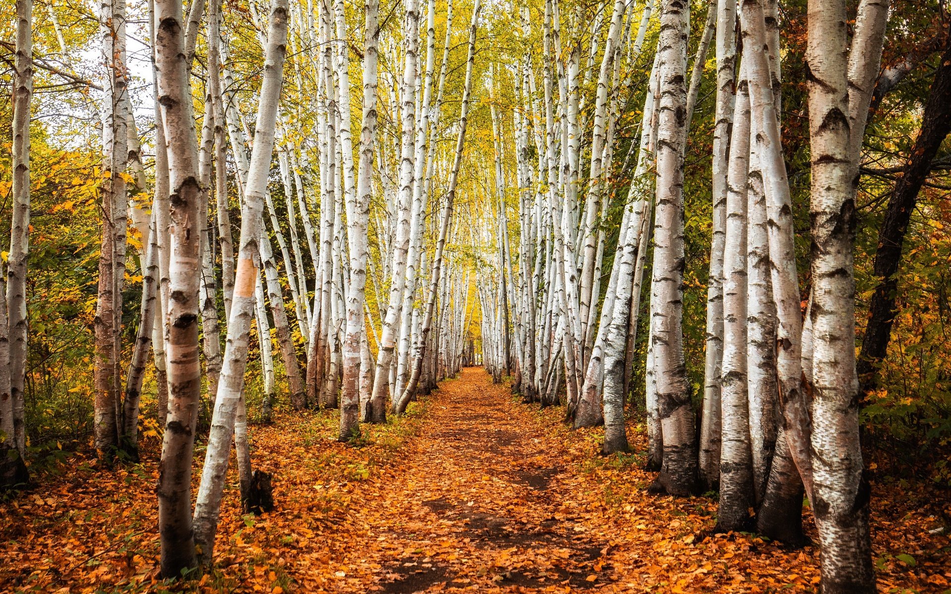 Обои деревья, дорожка, стволы, березы, осень, роща, trees, track, trunks, birch, autumn, grove разрешение 3840x2160 Загрузить