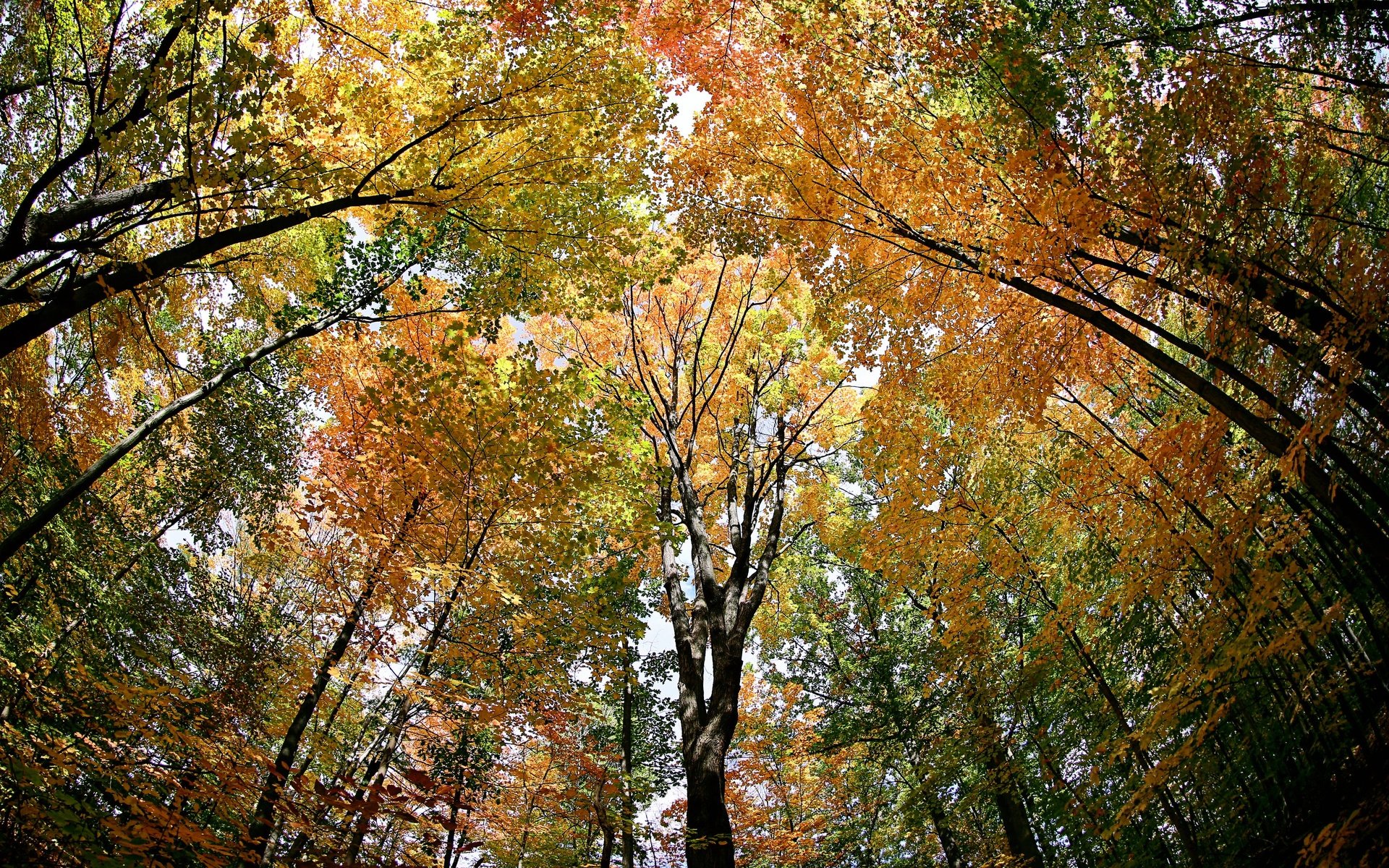 Обои деревья, лес, листья, осень, trees, forest, leaves, autumn разрешение 3072x2048 Загрузить