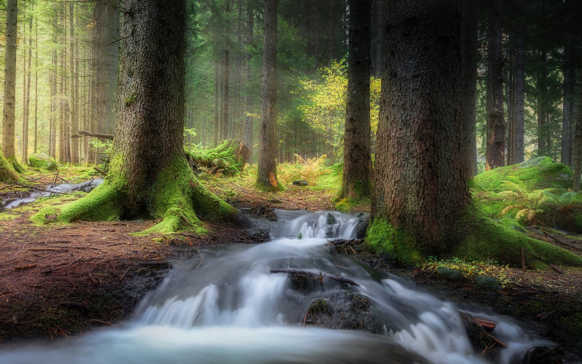 Обои деревья, лес, ручей, мох, trees, forest, stream, moss разрешение 2500x1563 Загрузить