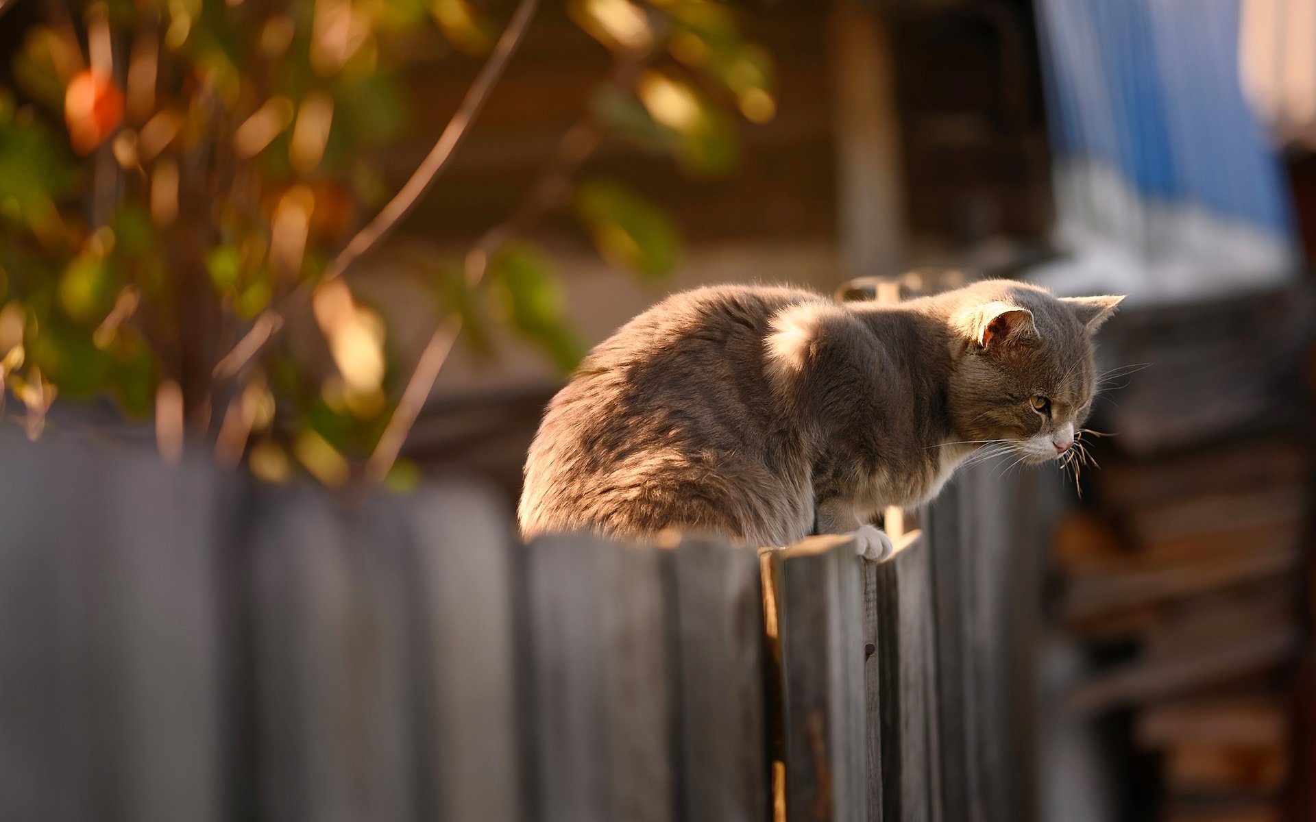 Обои кот, кошка, забор, серый, сидит, cat, the fence, grey, sitting разрешение 3840x2160 Загрузить