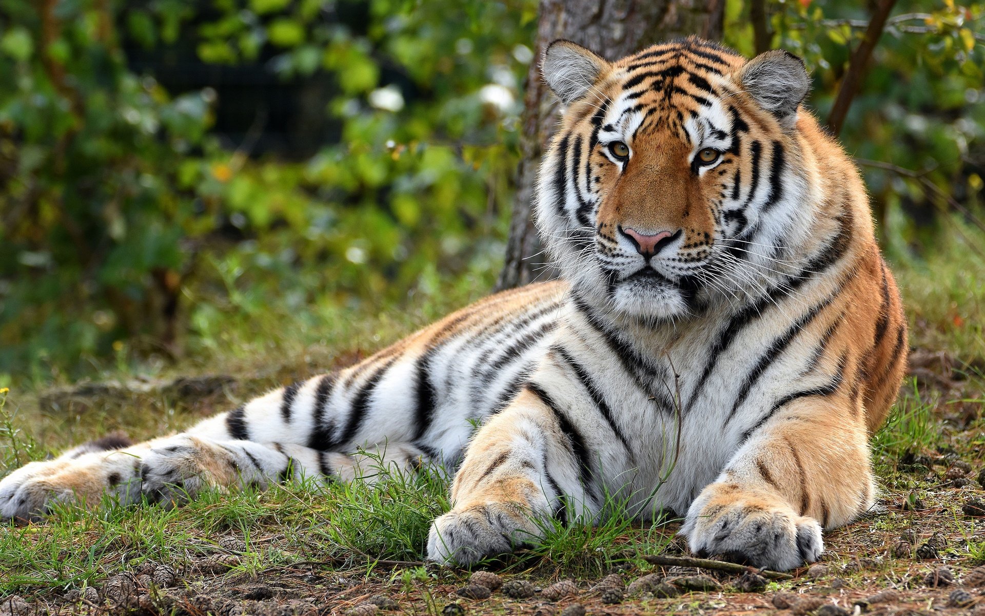 Обои тигр, природа, лежит, tiger, nature, lies разрешение 3840x2160 Загрузить