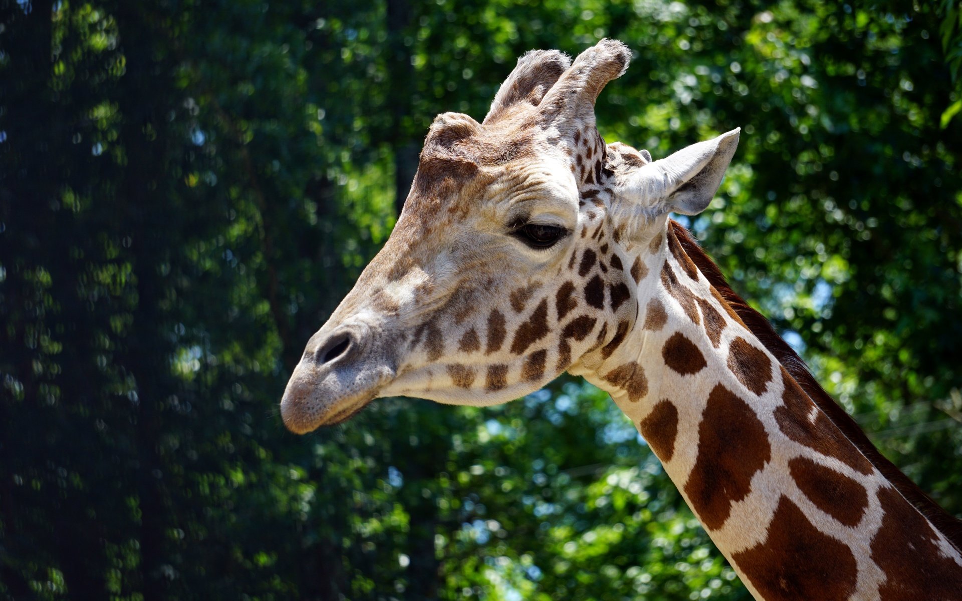 Обои морда, темный фон, жираф, портет, face, the dark background, giraffe, portet разрешение 6000x4000 Загрузить