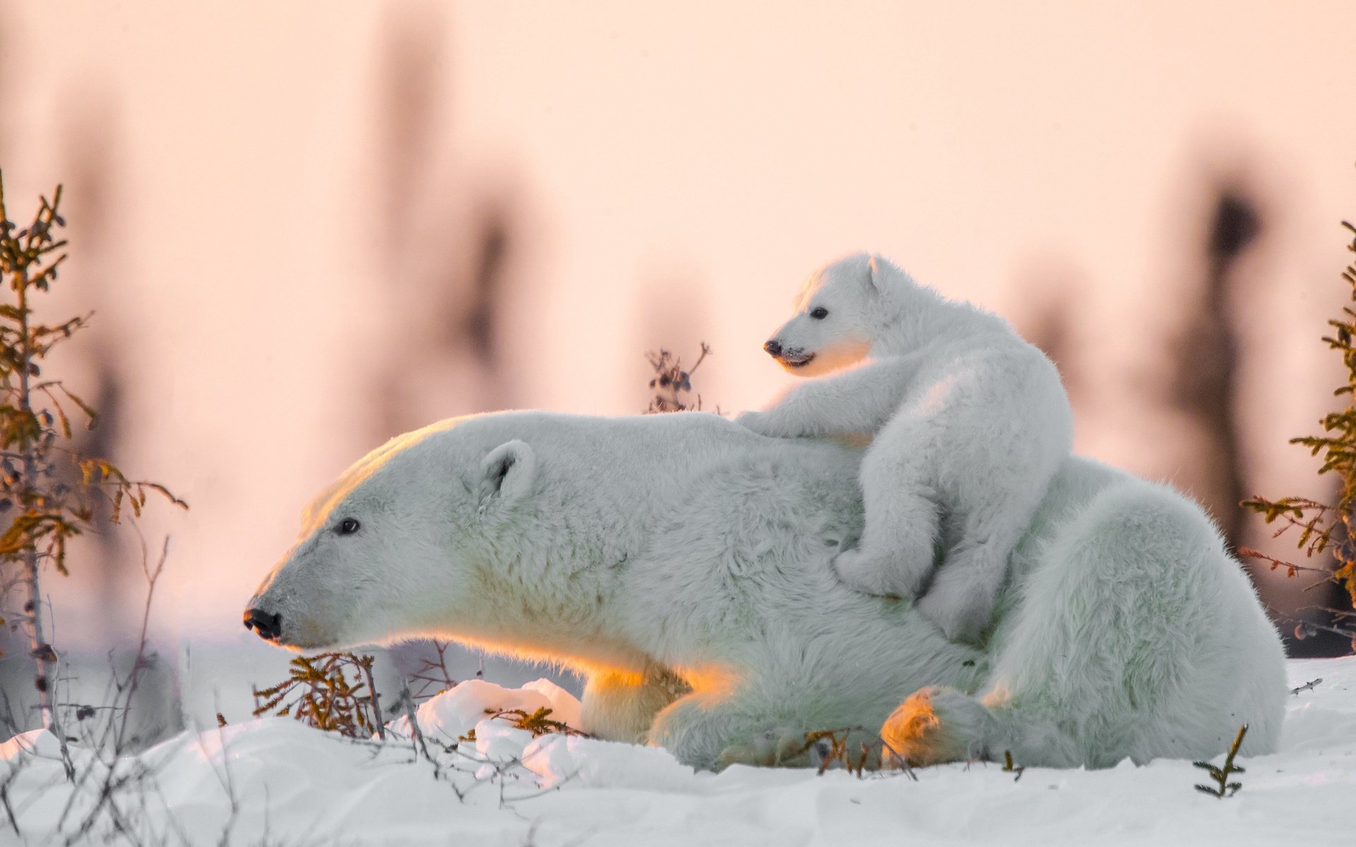 Обои снег, медвежонок, белые медведи, медведица, полярные медведи, snow, bear, polar bears разрешение 2560x1509 Загрузить