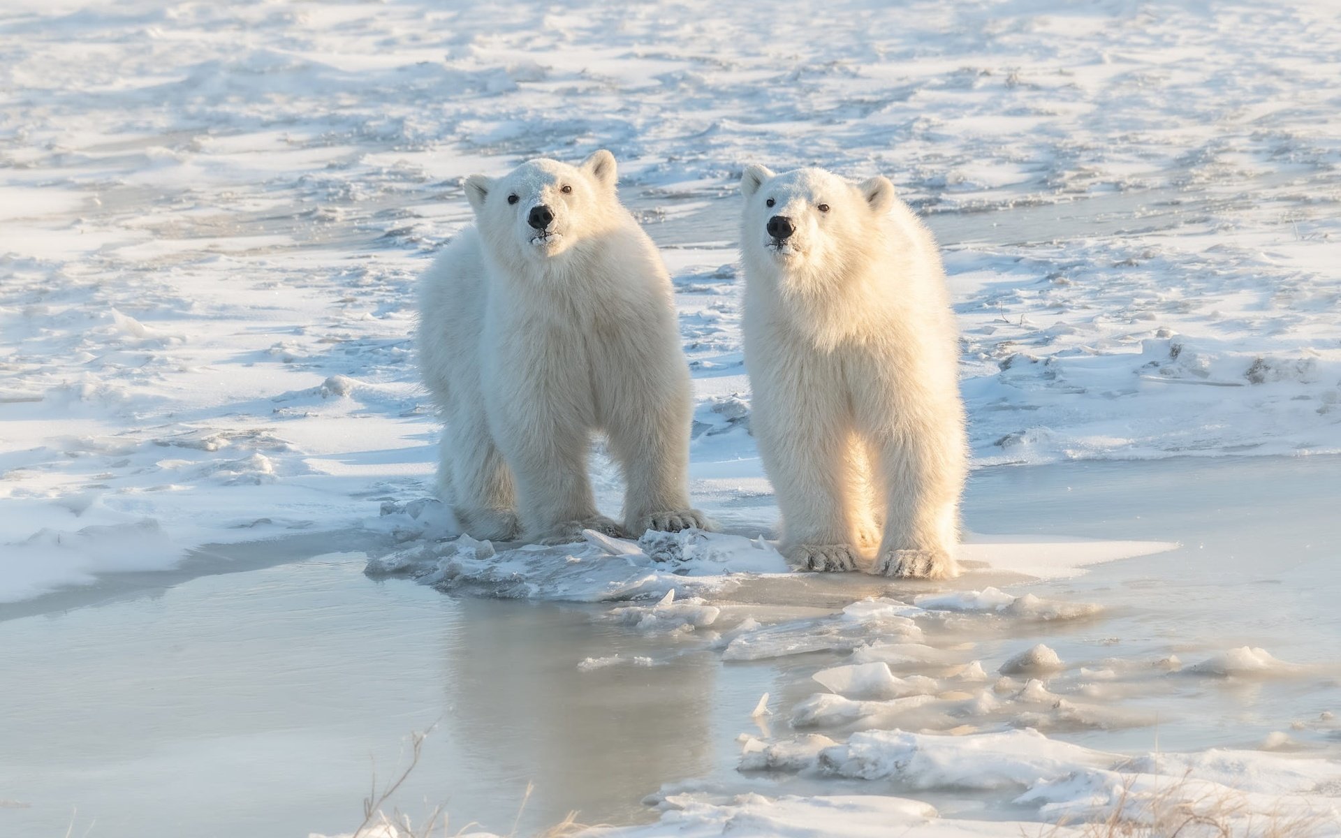 Обои берег, взгляд, медведь, лёд, льдины, медведи, белый медведь, shore, look, bear, ice, bears, polar bear разрешение 2000x1333 Загрузить