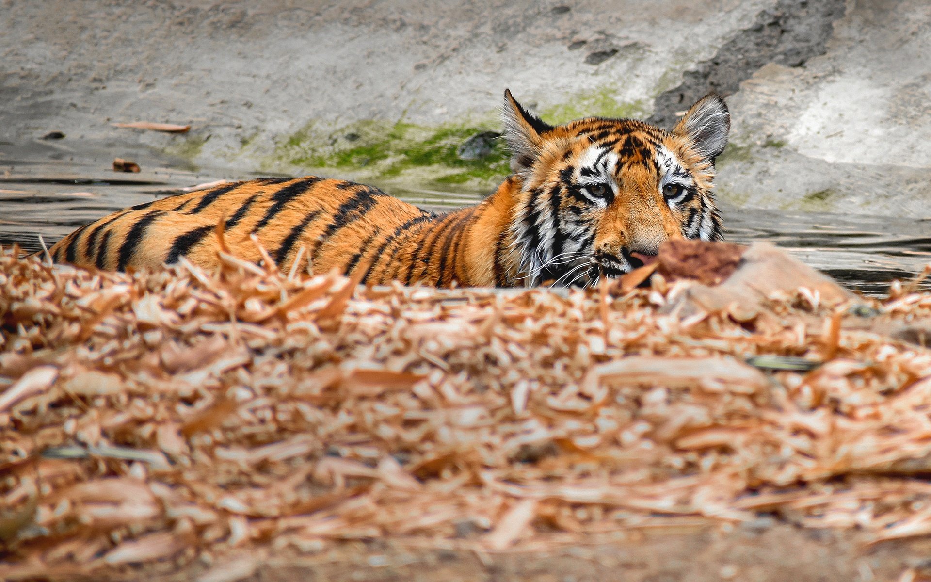 Обои тигр, водоем, купание, tiger, pond, bathing разрешение 2560x1440 Загрузить