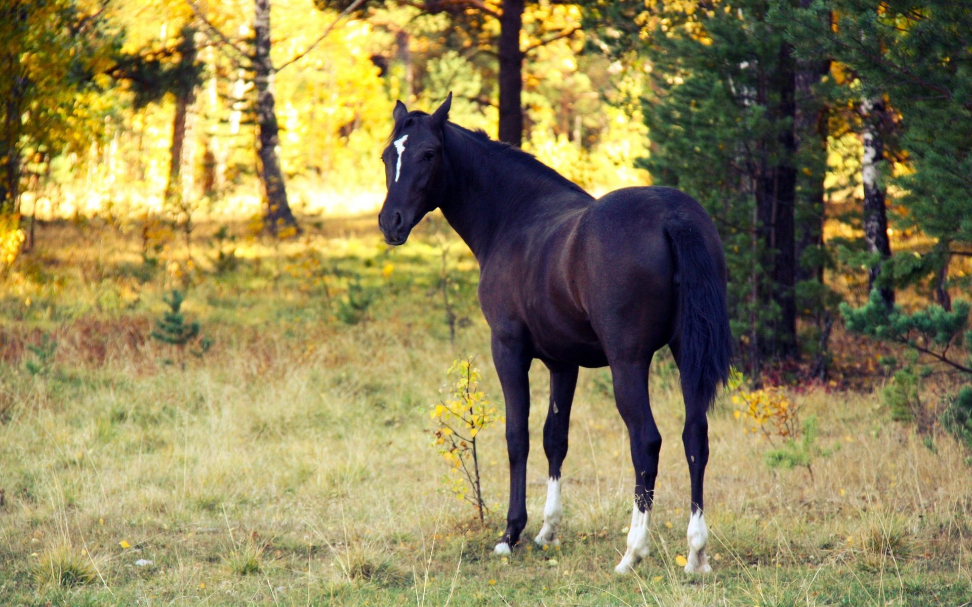 Обои лошадь, horse разрешение 3840x2160 Загрузить
