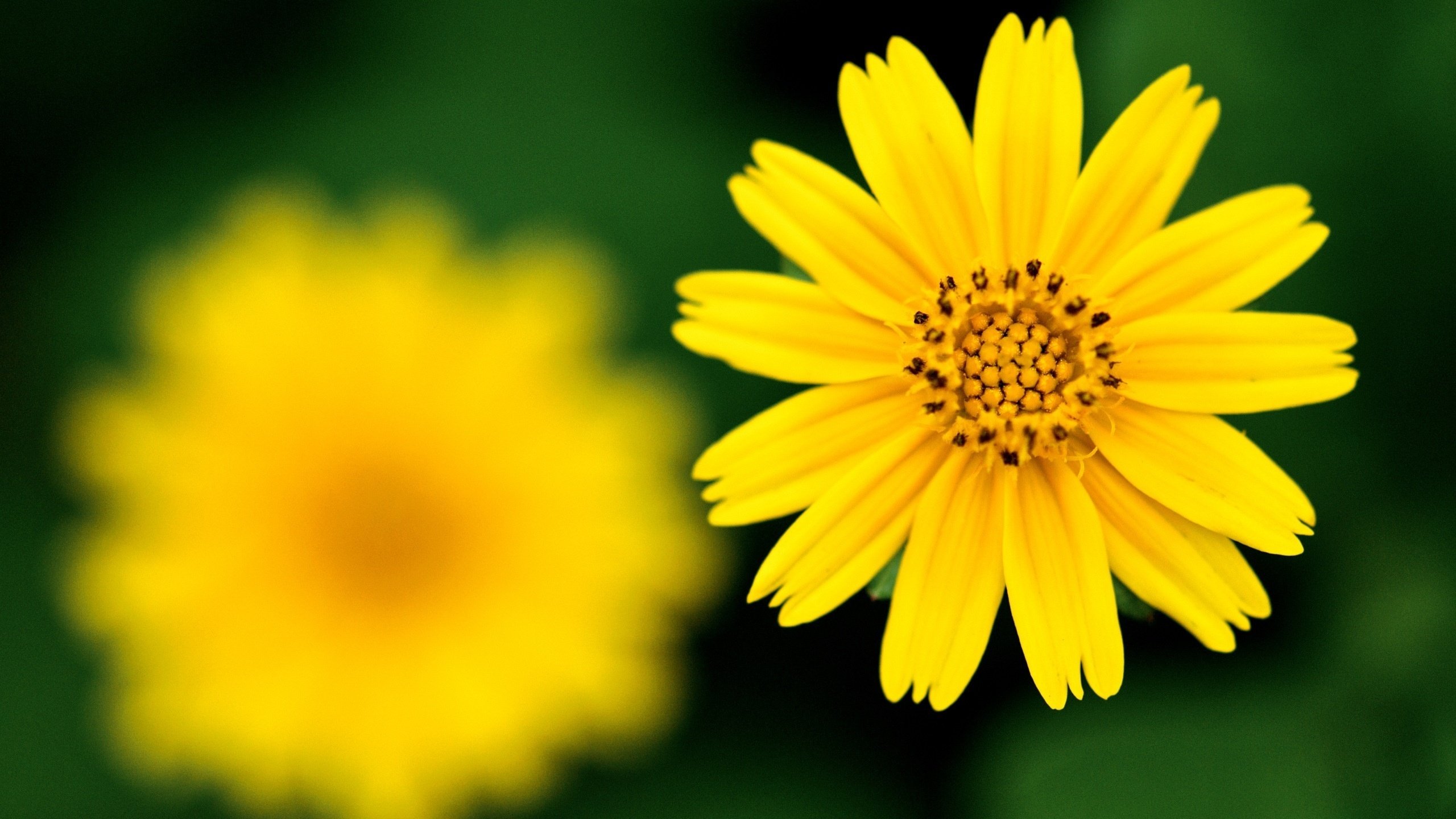 Обои желтый, фокус камеры, цветок, резкость, yellow, the focus of the camera, flower, sharpness разрешение 2560x1600 Загрузить