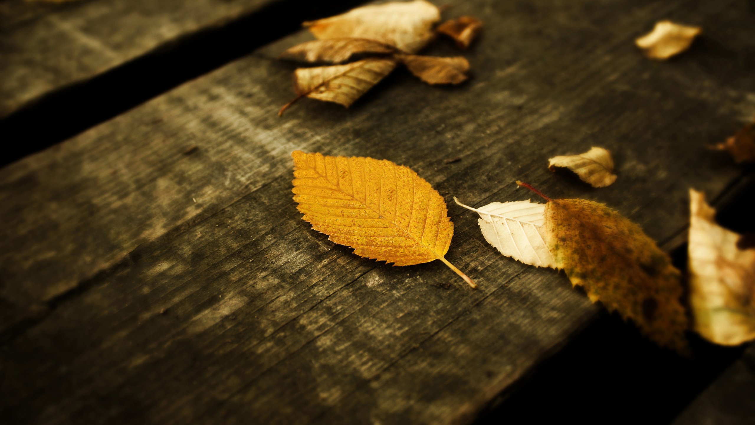 Обои листья, осень, leaves, autumn разрешение 2560x1600 Загрузить