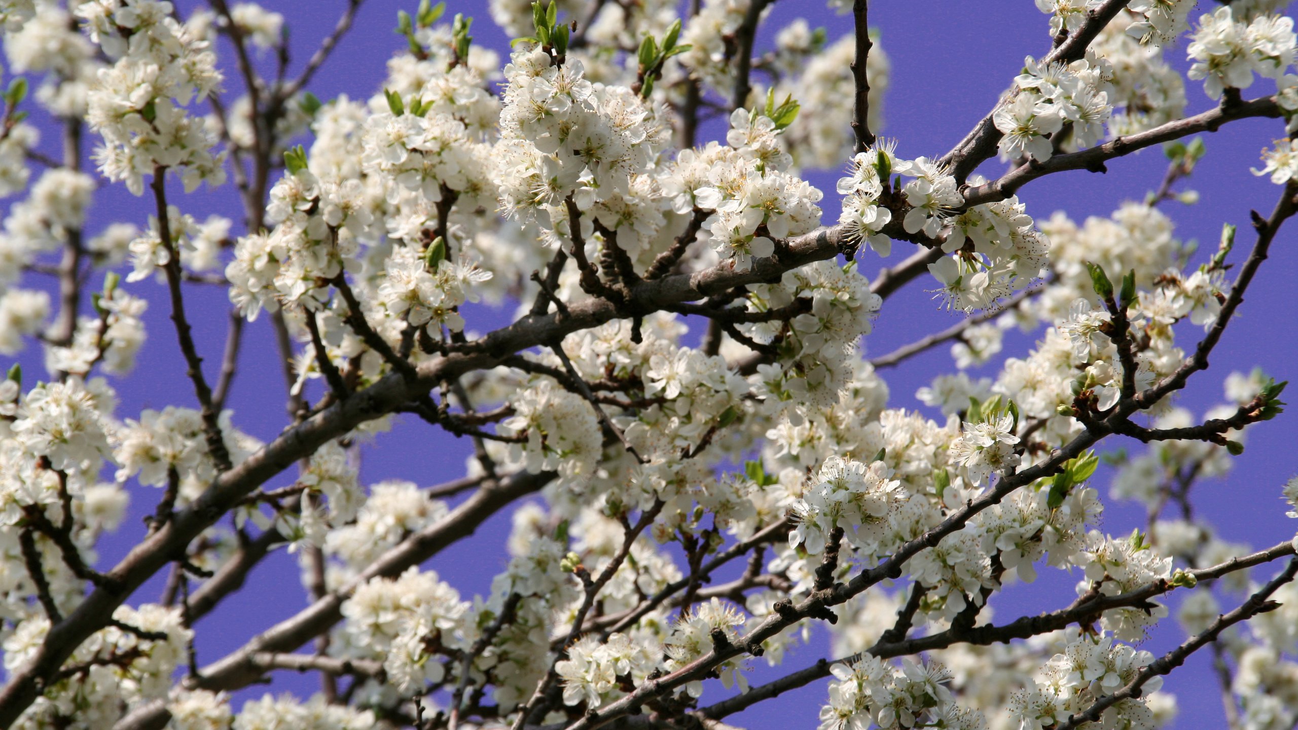 Обои небо, цветы, цветение, растения, макро, ветки, весна, the sky, flowers, flowering, plants, macro, branches, spring разрешение 3456x2304 Загрузить