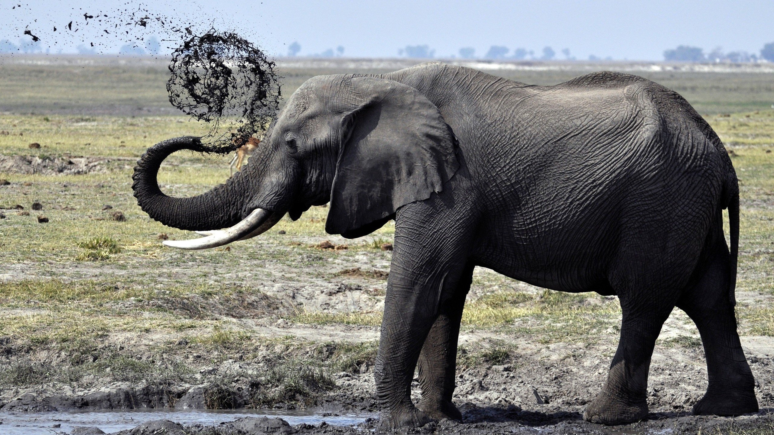 Обои грязь, слон, душ, лужа, хобот, бивни, dirt, elephant, shower, puddle, trunk, tusks разрешение 2560x1600 Загрузить