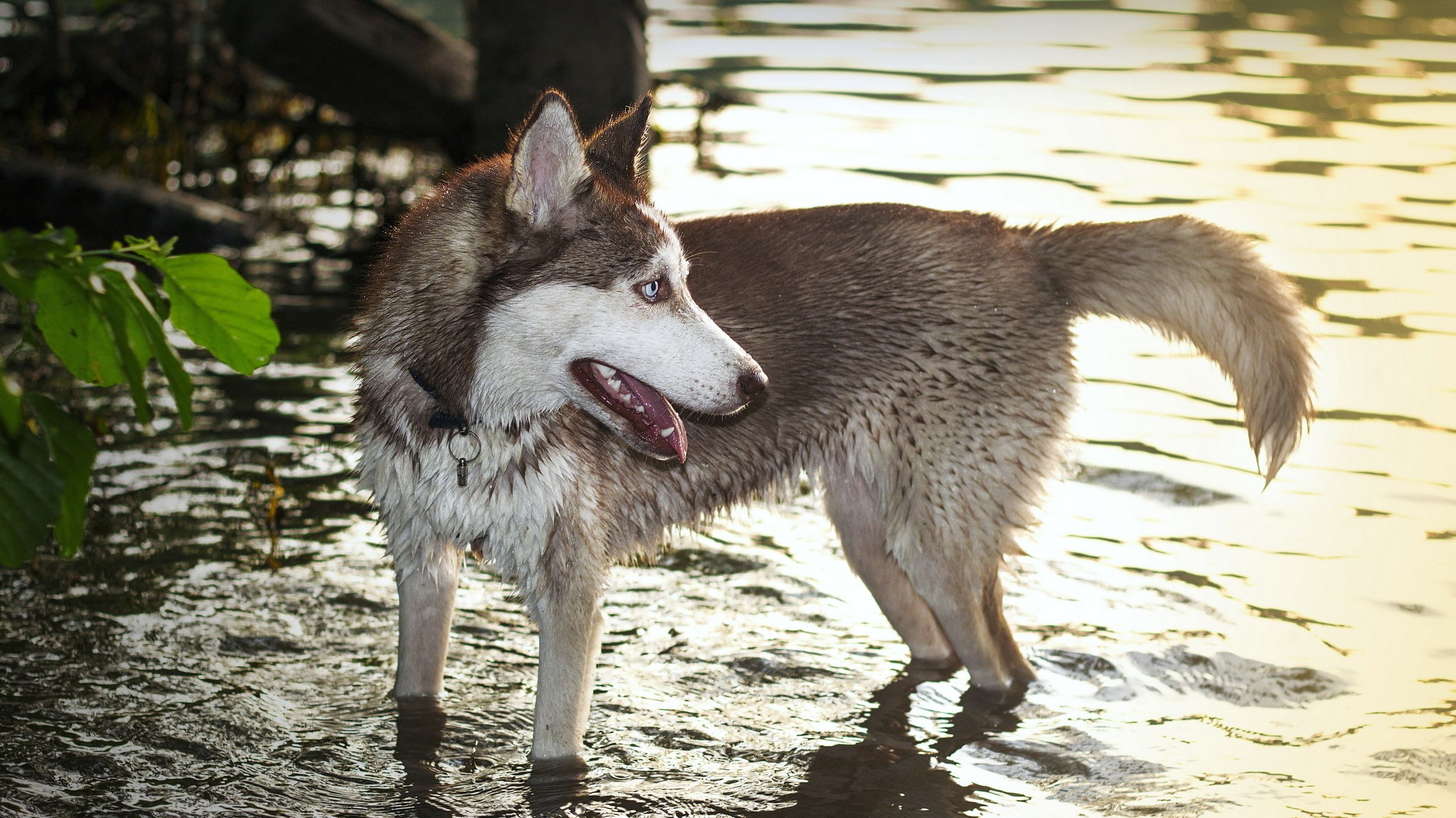 Обои вода, собака, хаски, волк, хаска, water, dog, husky, wolf разрешение 2560x1600 Загрузить