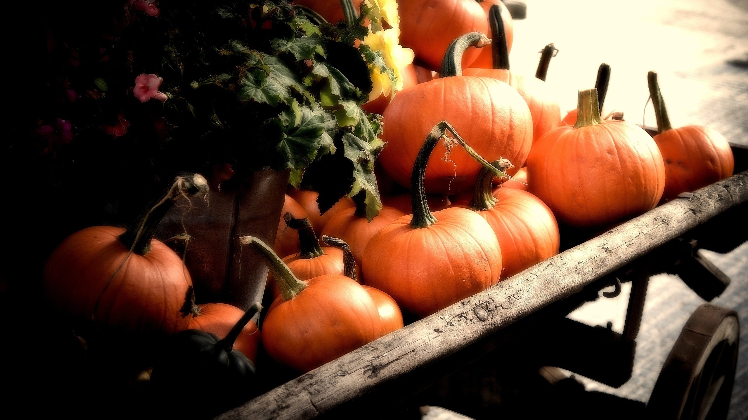 Обои осень, урожай, овощи, тыква, телега, autumn, harvest, vegetables, pumpkin, cart разрешение 2560x1600 Загрузить