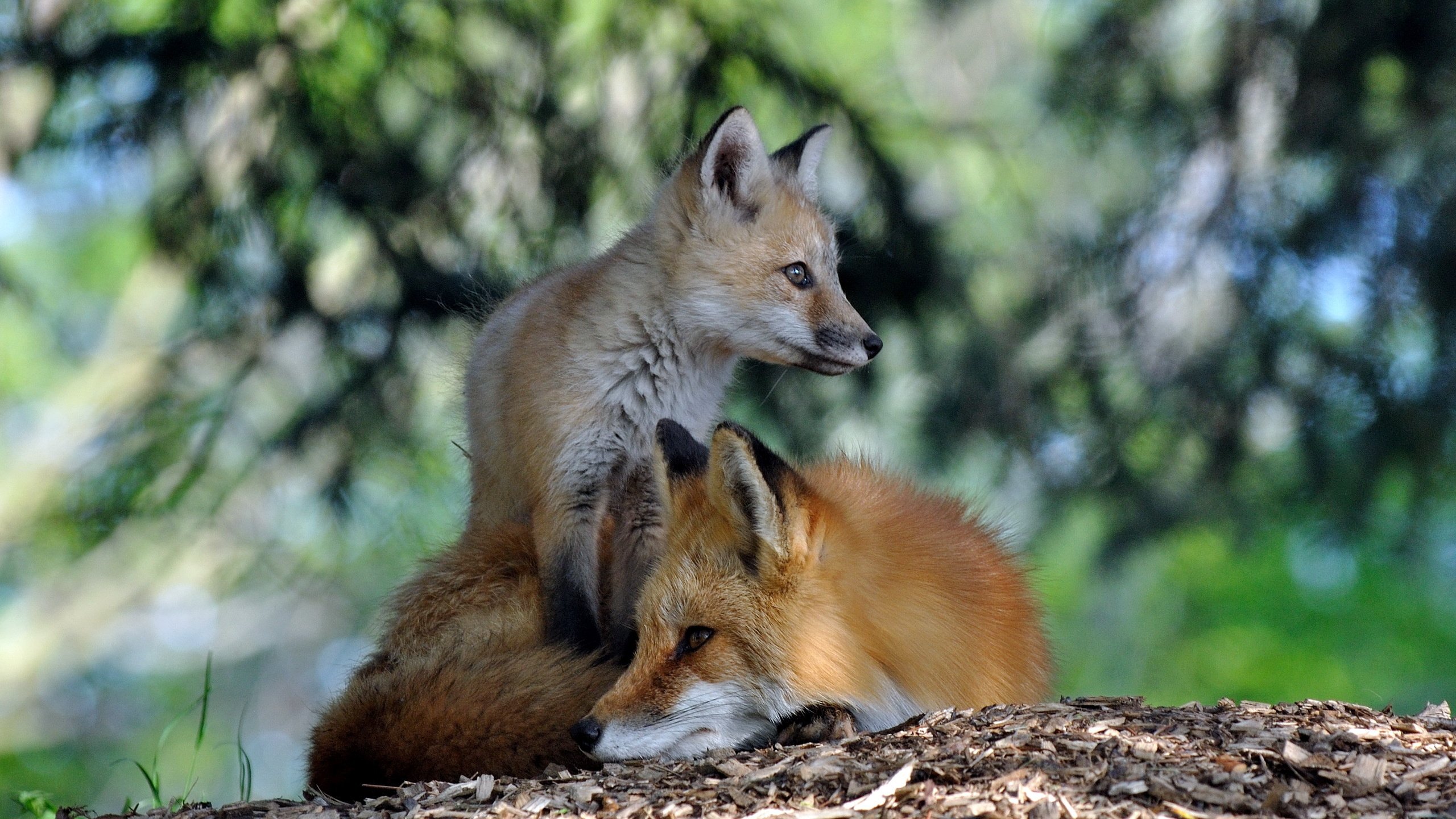 Обои природа, лес, лето, лиса, лисица, лисенок, лисы, nature, forest, summer, fox разрешение 2560x1600 Загрузить