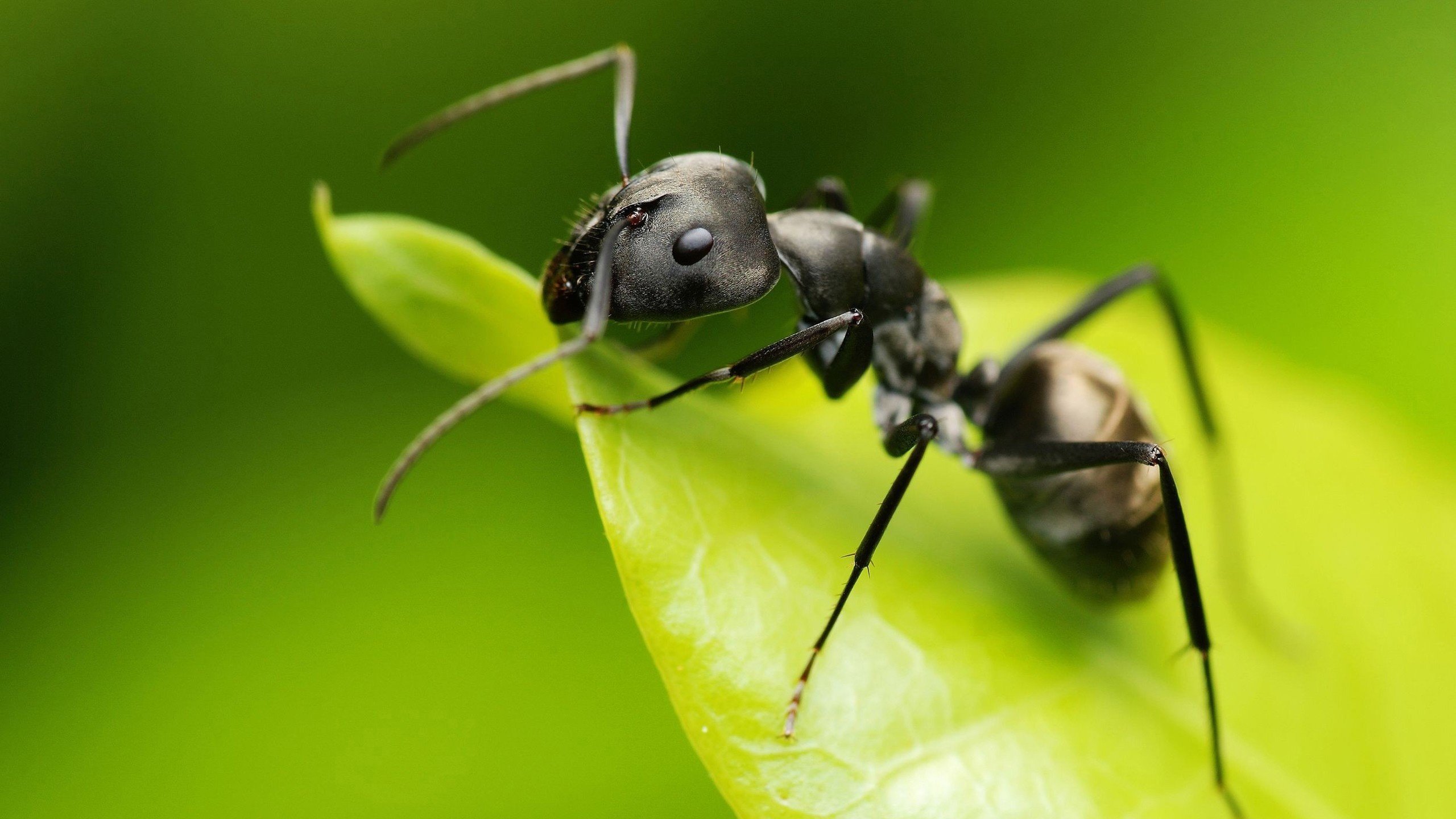 Обои макро, насекомое, лист, муравей, зеленый фон, macro, insect, sheet, ant, green background разрешение 2560x1600 Загрузить
