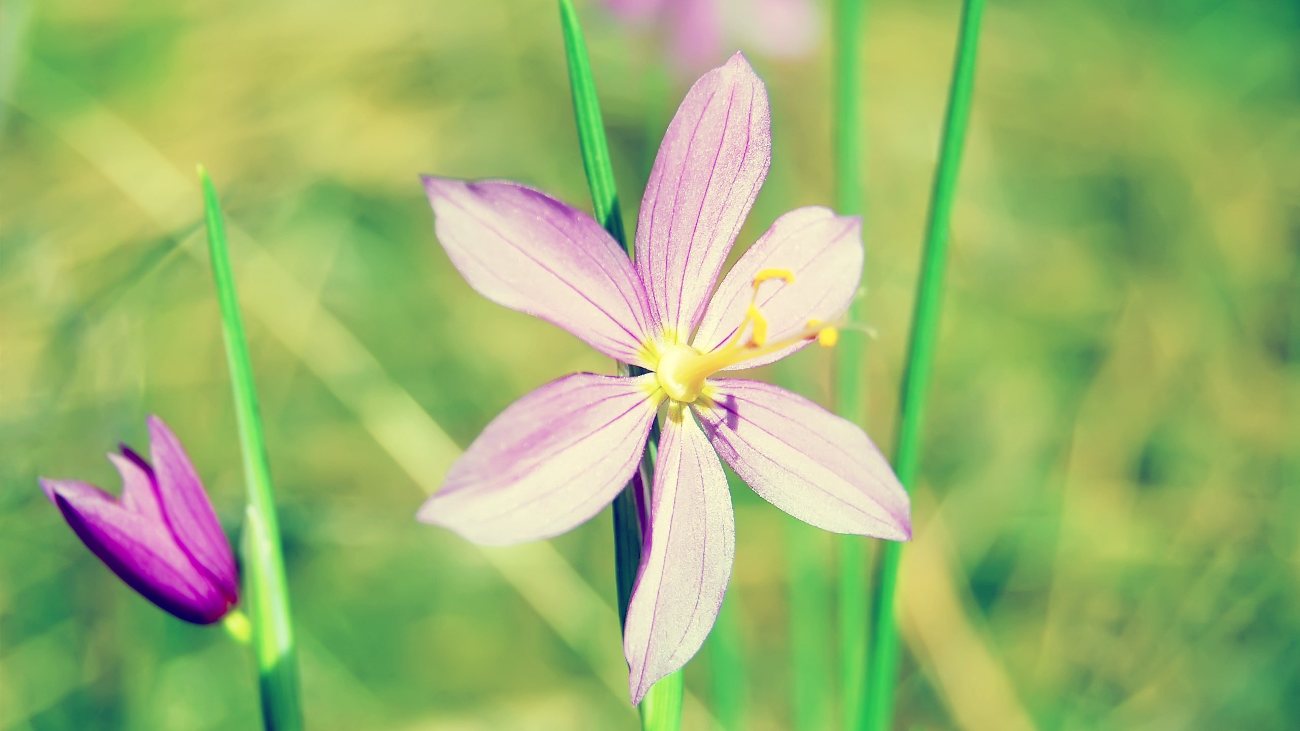 Обои цветы, зелень, макро, лепесток, стебель, makro, zelen, lepestok, stebl, flowers, greens, macro, petal, stem разрешение 2560x1600 Загрузить