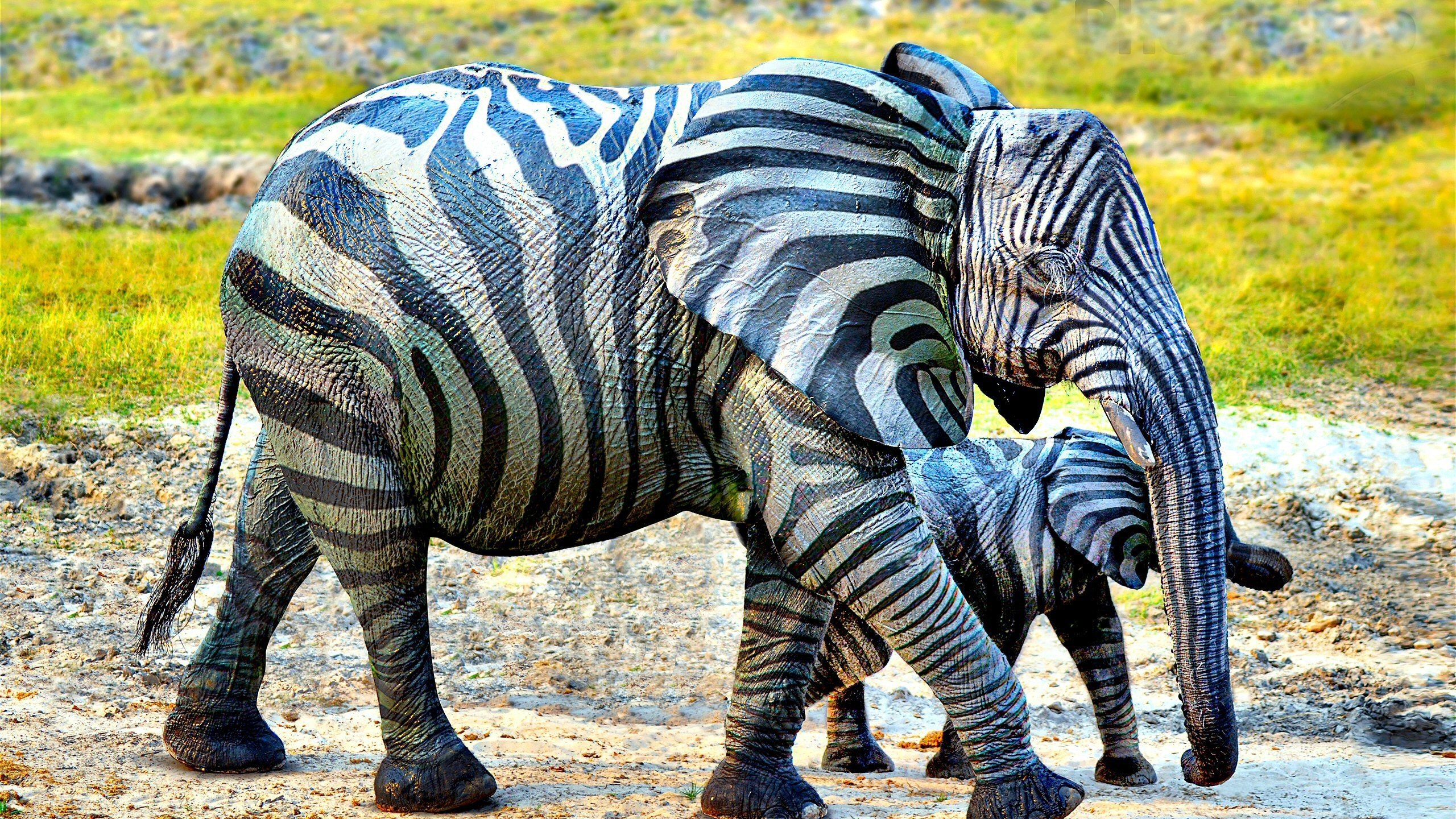 Обои слон, полосатый, слоненок, elephant, striped разрешение 2560x1600 Загрузить