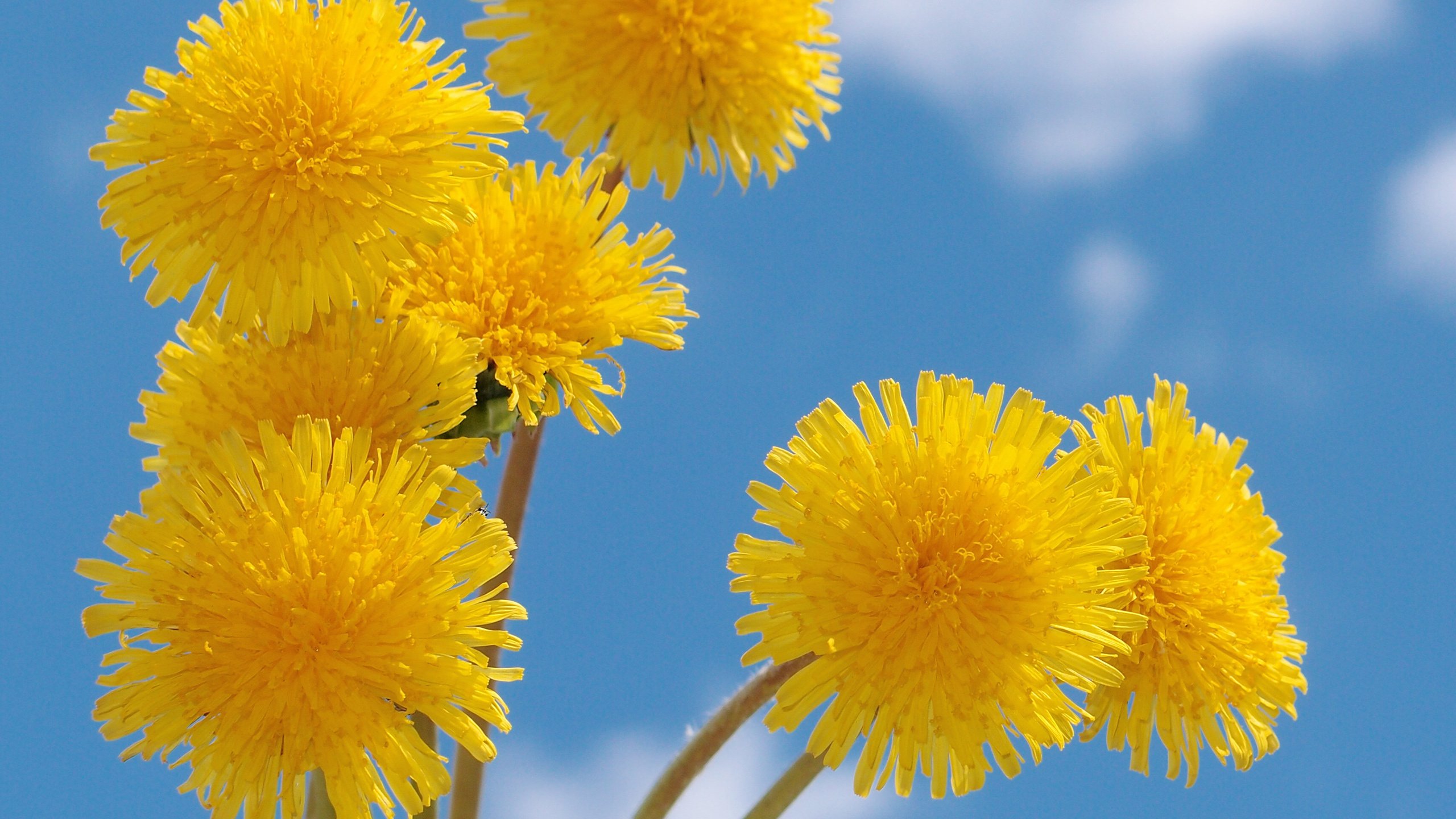 Обои небо, желтый, весна, одуванчик, голубое, nebo, zheltye, oduvanchiki, the sky, yellow, spring, dandelion, blue разрешение 2560x1920 Загрузить