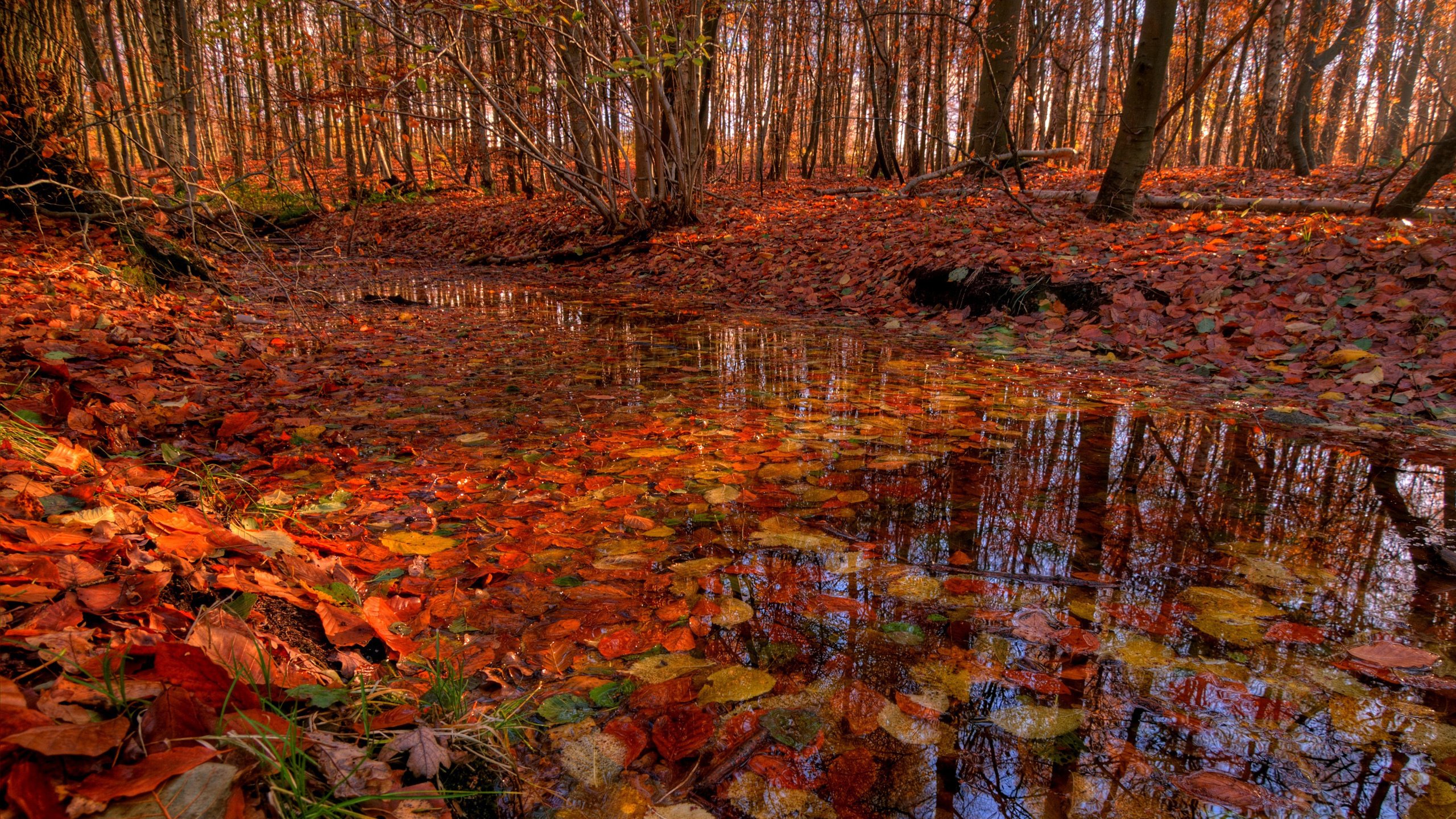 Обои деревья, лес, листья, ручей, листва, осень, речка, trees, forest, leaves, stream, foliage, autumn, river разрешение 2560x1600 Загрузить