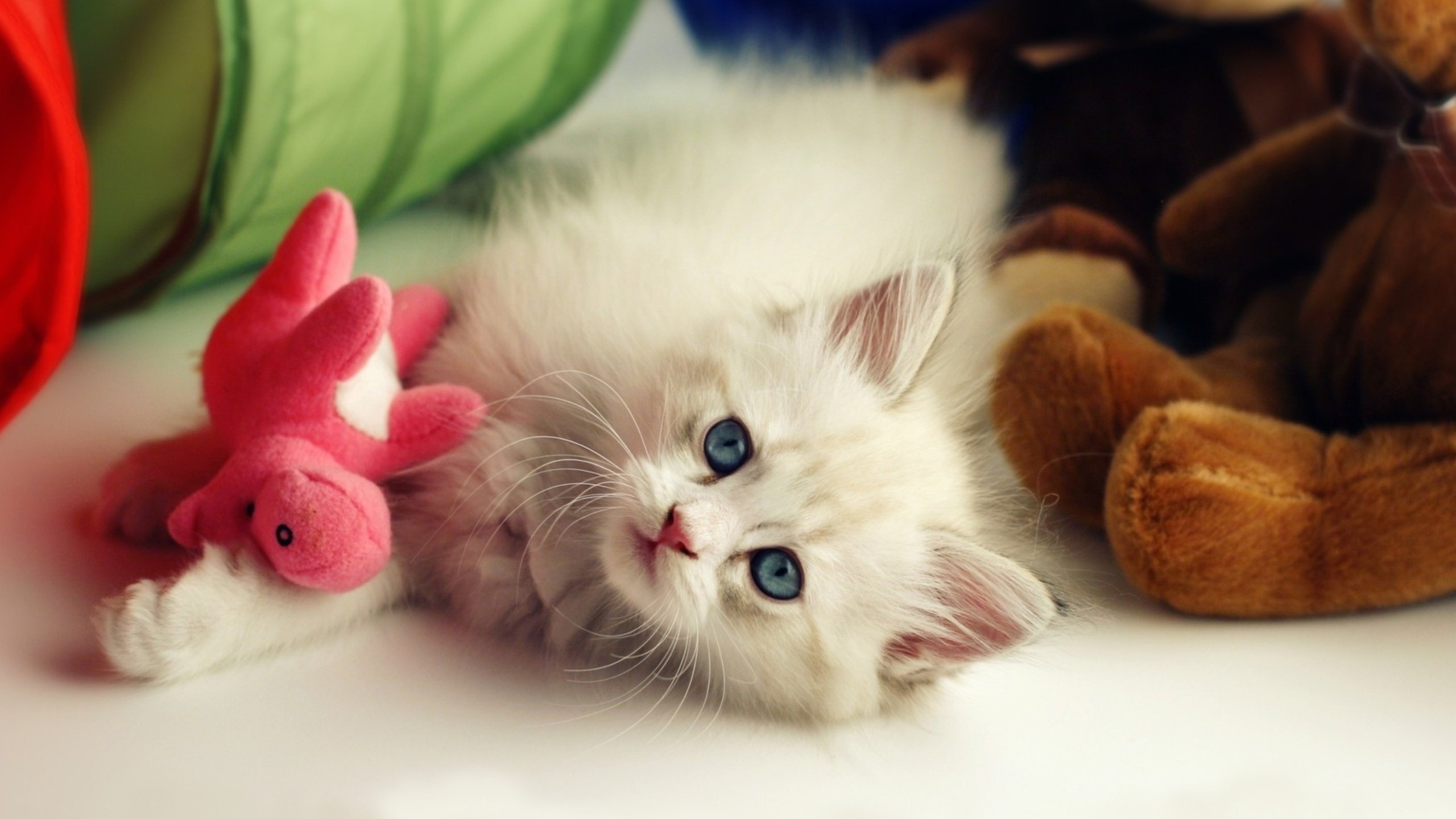 Обои цветы, кошка, котенок, пушистый, белый, игрушки, малыш, flowers, cat, kitty, fluffy, white, toys, baby разрешение 2560x1600 Загрузить