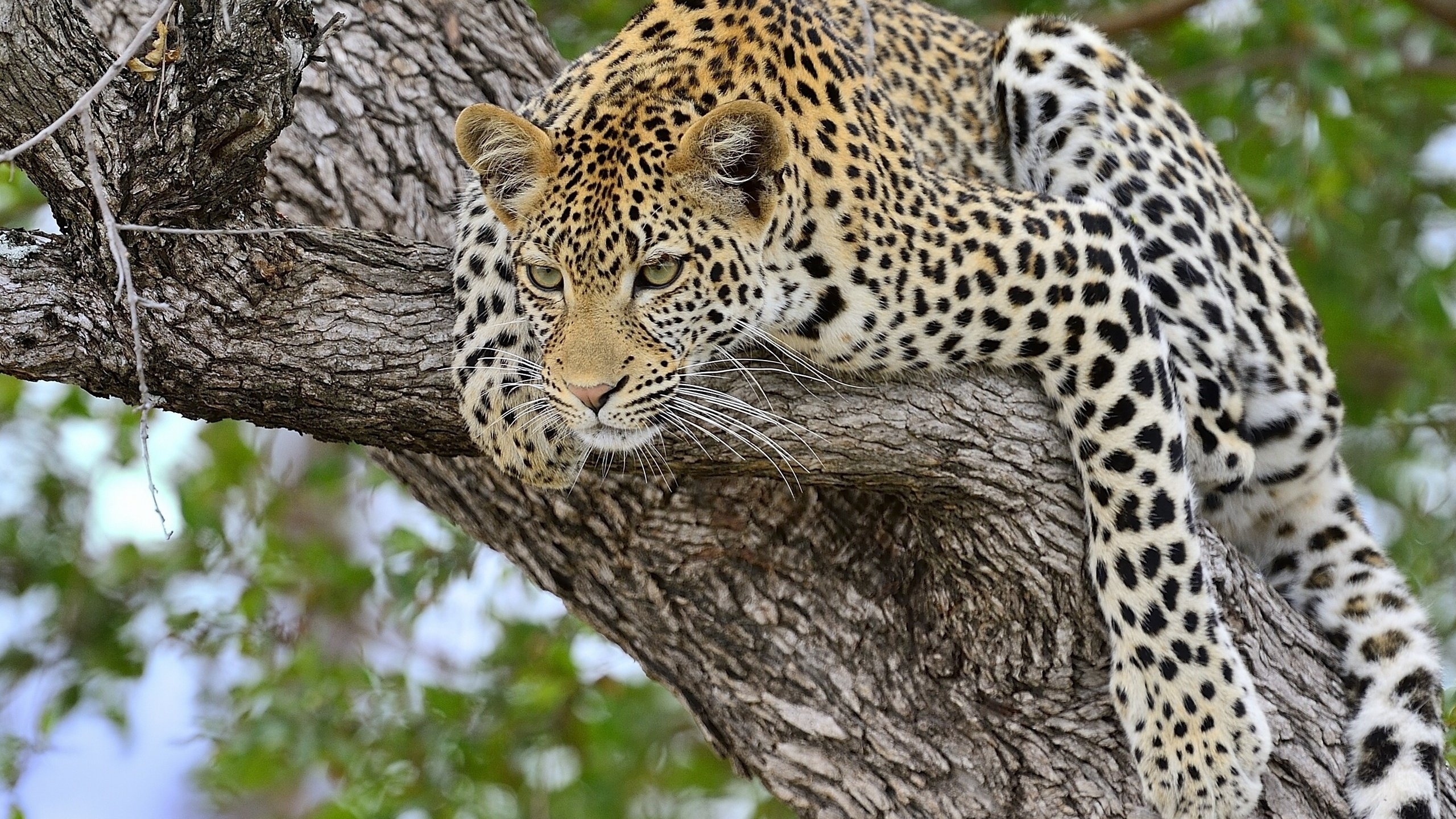 Обои дерево, леопард, хищник, большая кошка, tree, leopard, predator, big cat разрешение 2560x1734 Загрузить