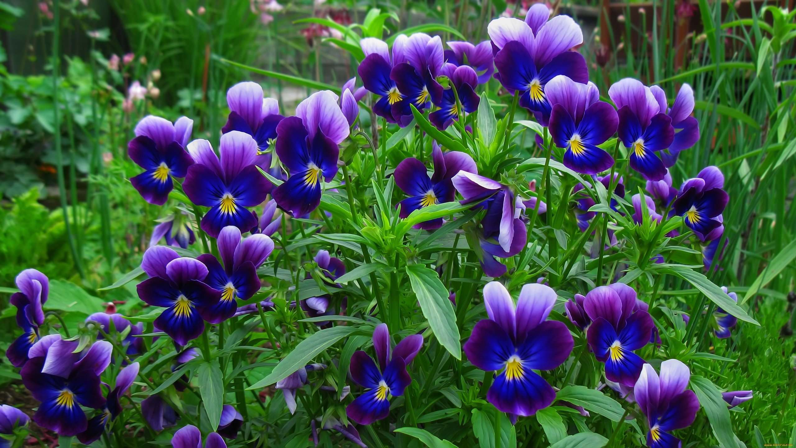 Обои цветы, анютины глазки, фиолетовые, flowers, pansy, purple разрешение 3648x2048 Загрузить