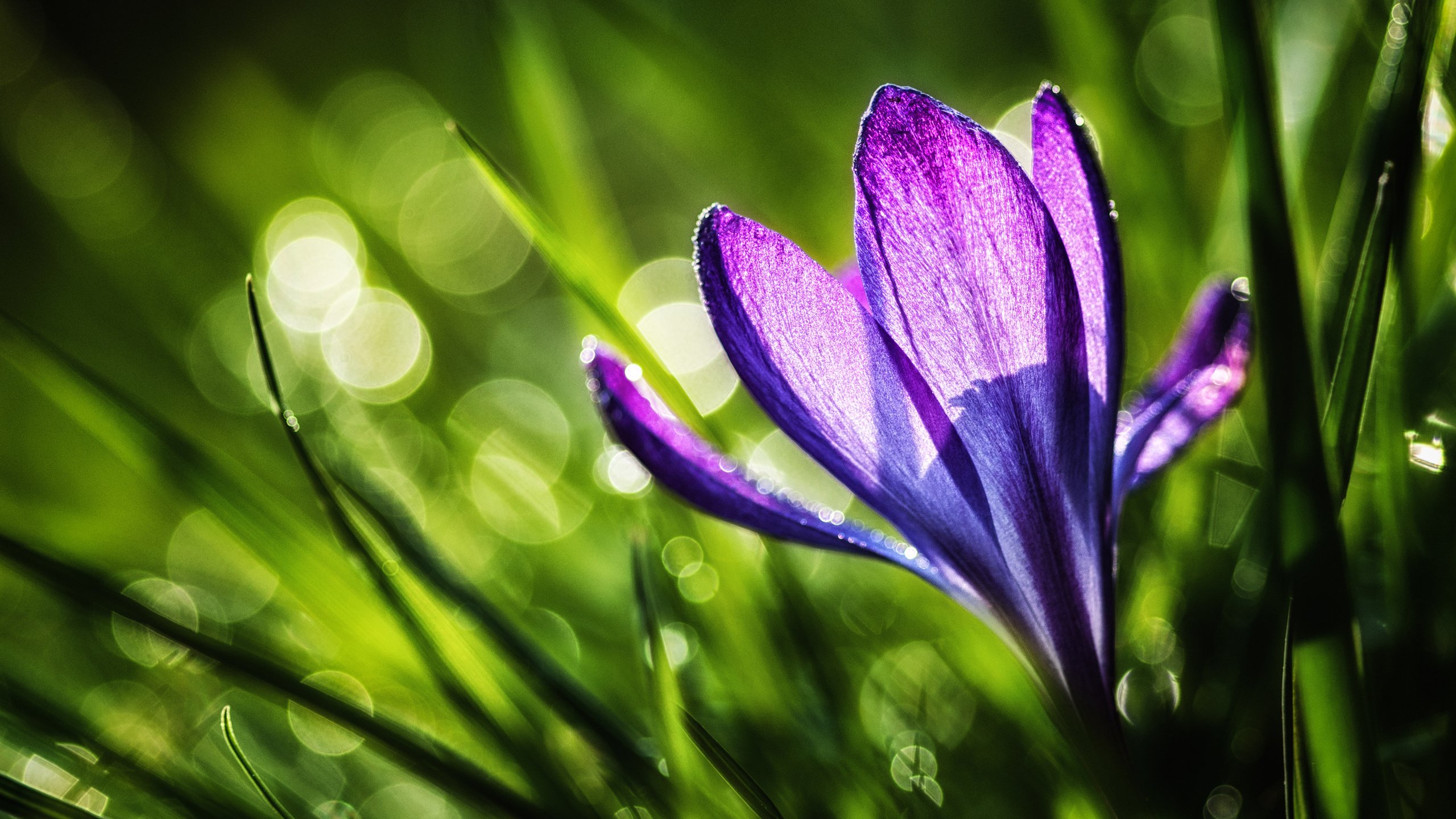 Обои трава, природа, цветок, фиолетовый, весна, крокус, grass, nature, flower, purple, spring, krokus разрешение 2560x1600 Загрузить