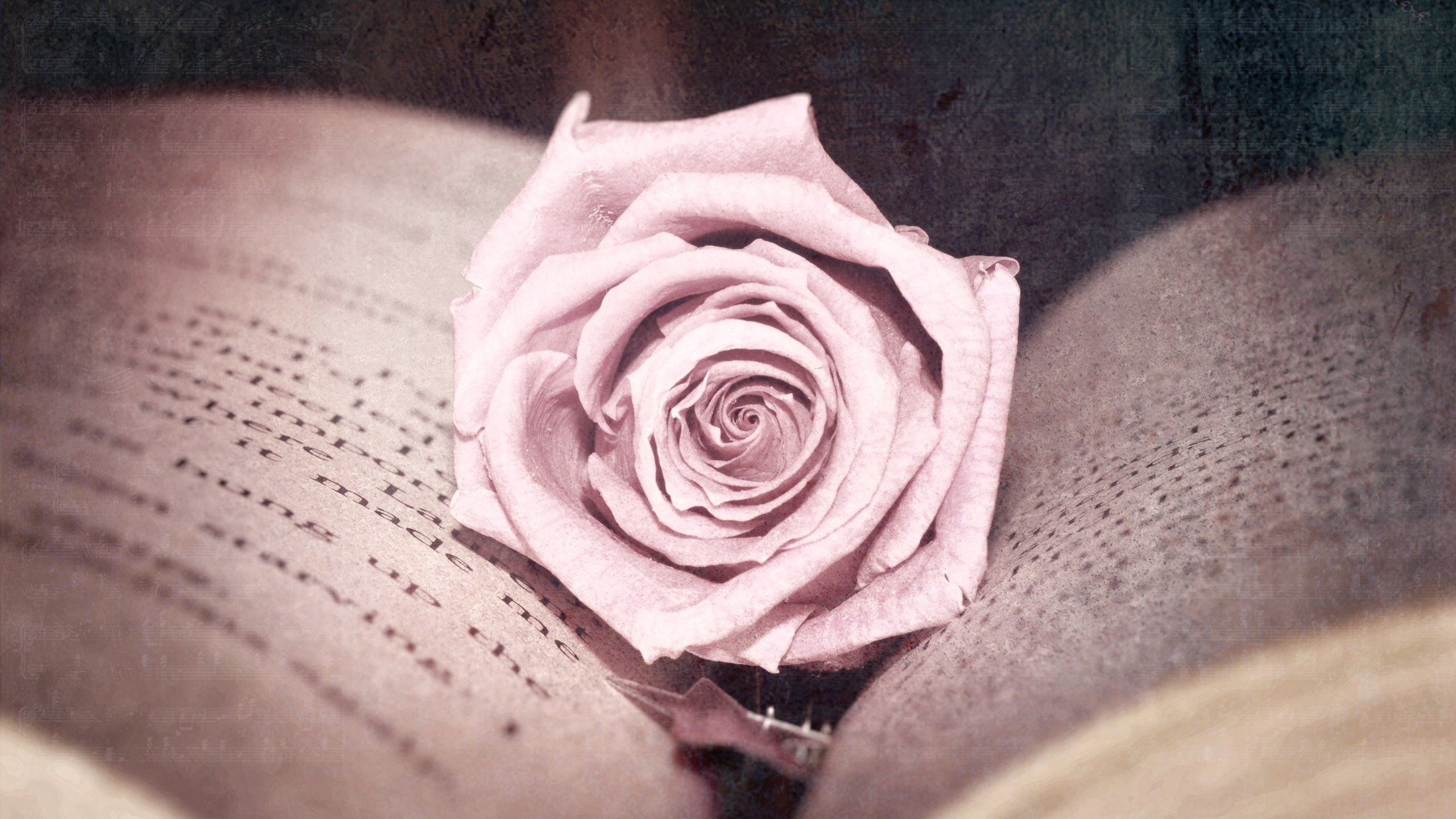Обои цветок, роза, обработка, розовая, книга, страницы, flower, rose, treatment, pink, book, page разрешение 2560x1600 Загрузить
