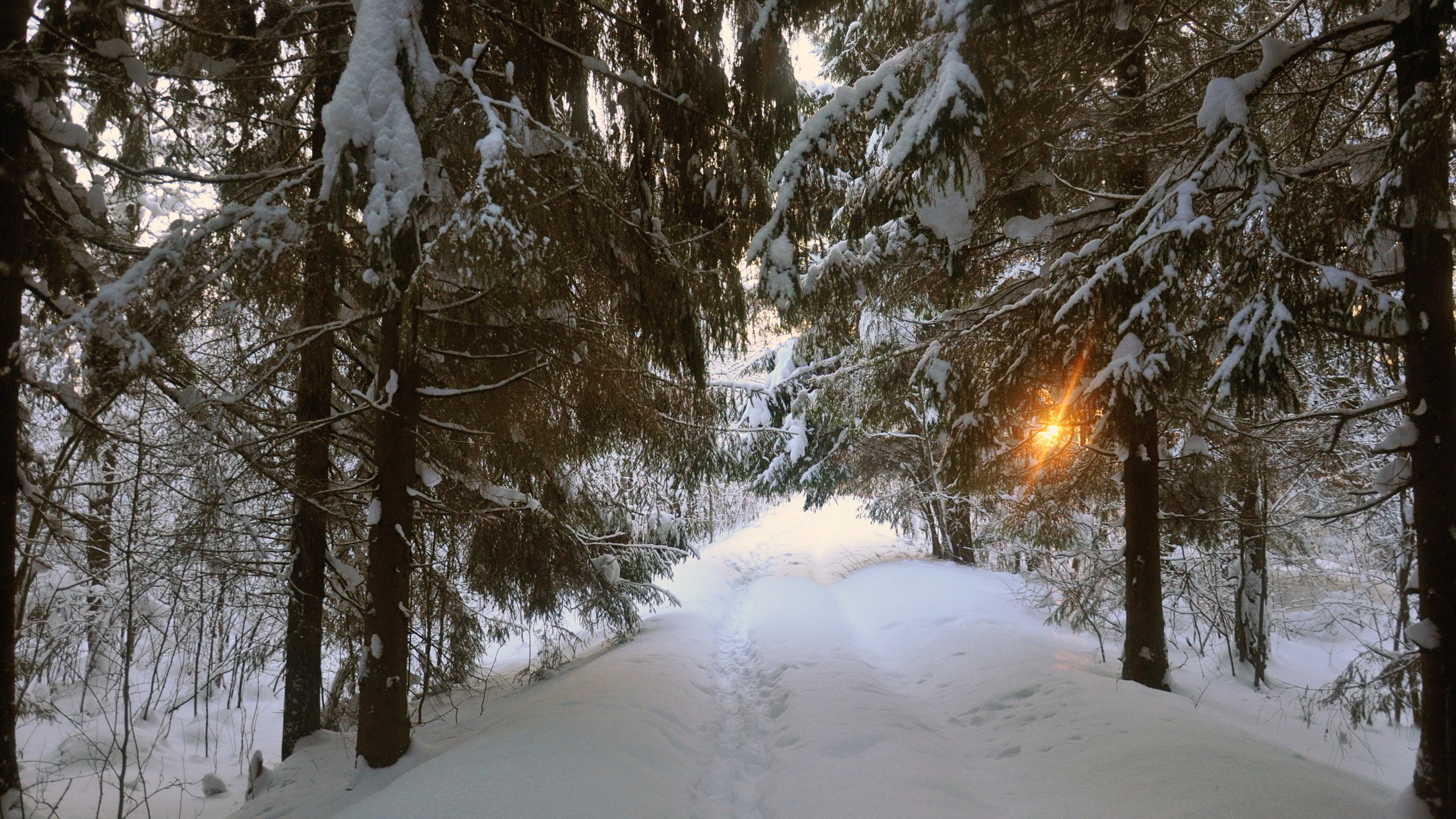 Обои дорога, деревья, снег, природа, зима, road, trees, snow, nature, winter разрешение 2875x1910 Загрузить