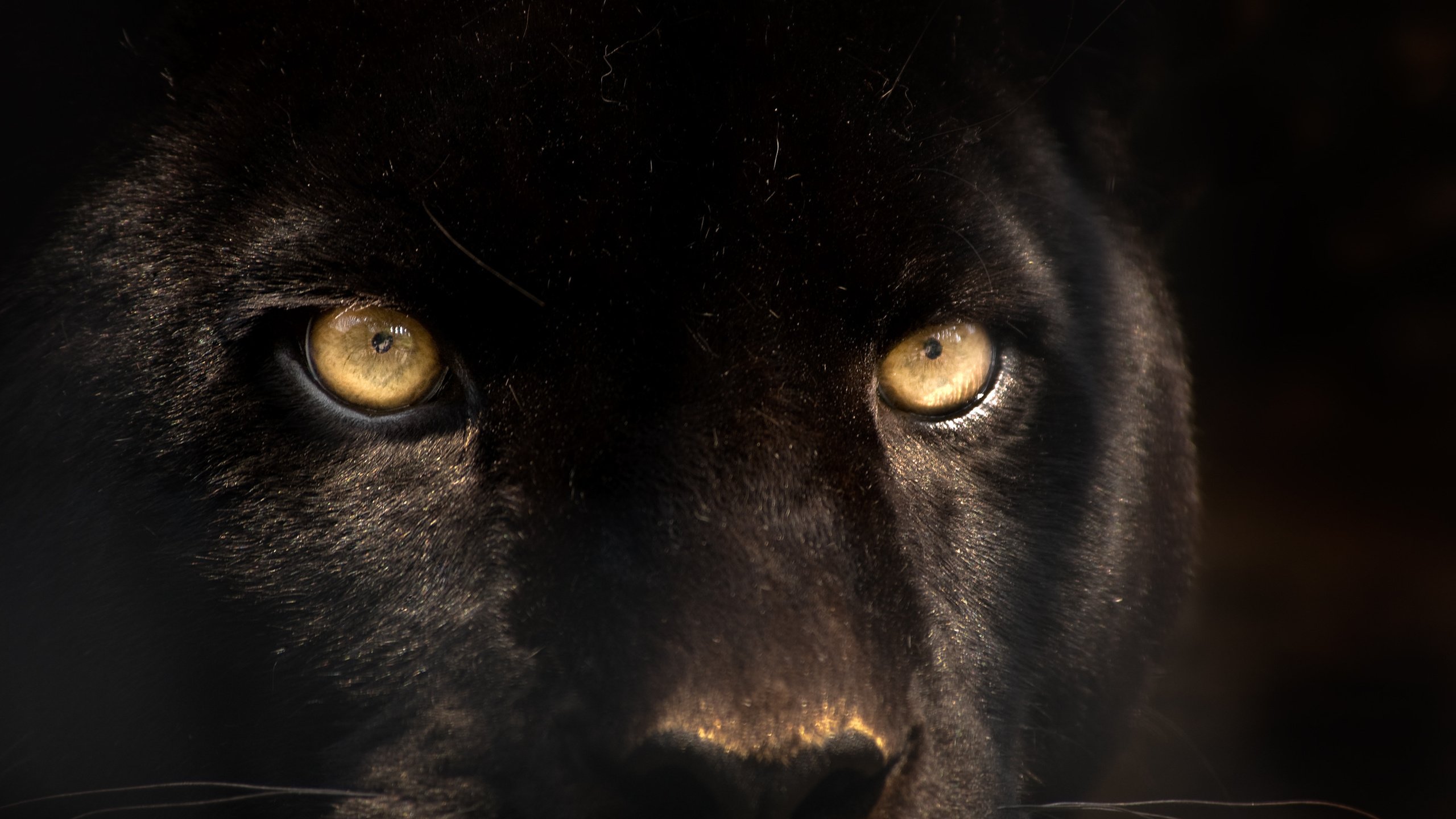 Обои глаза, взгляд, хищник, пантера, черная, eyes, look, predator, panther, black разрешение 3008x2000 Загрузить