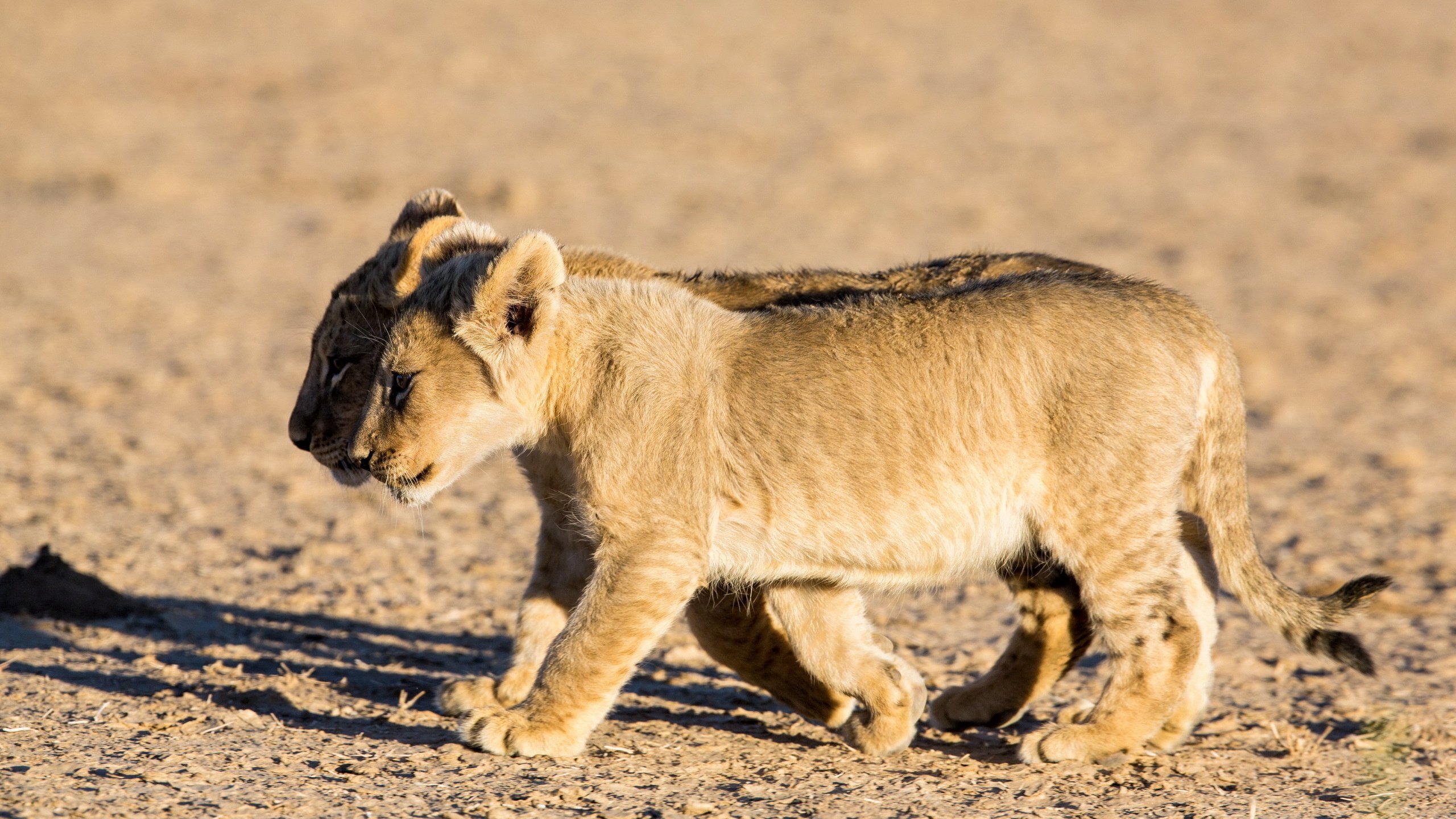Обои природа, львы, львята, nature, lions, the cubs разрешение 2560x1600 Загрузить