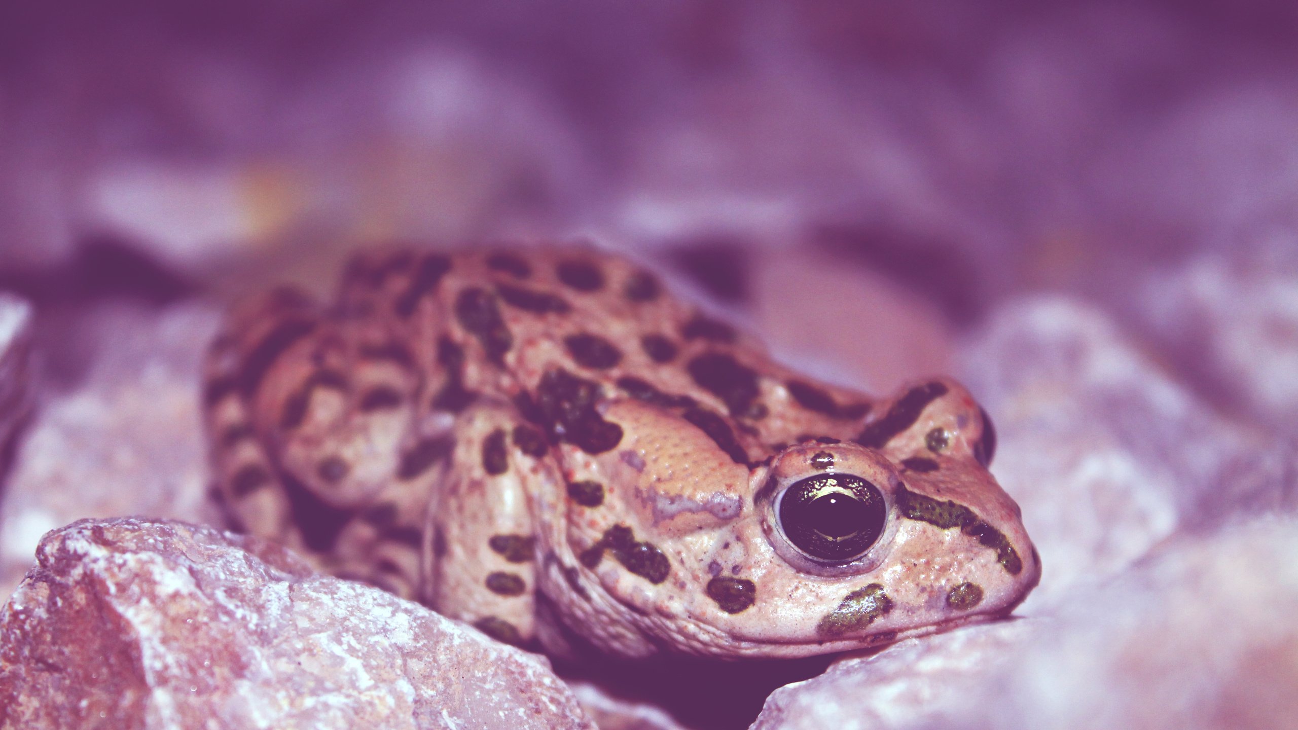 Обои глаза, лягушка, земноводное, eyes, frog, amphibian разрешение 4272x2848 Загрузить