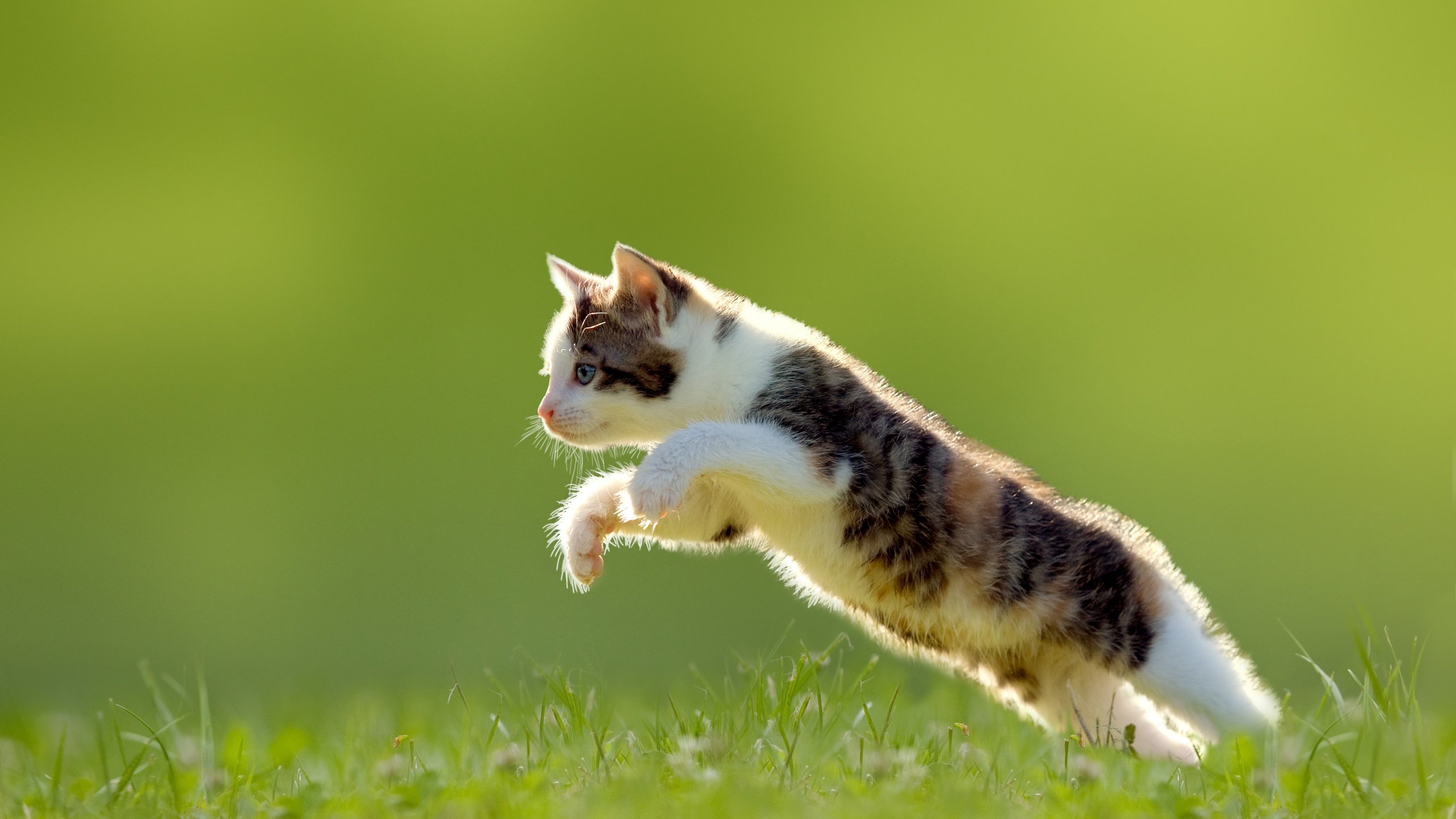 Обои трава, кошка, котенок, прыжок, grass, cat, kitty, jump разрешение 7000x4667 Загрузить