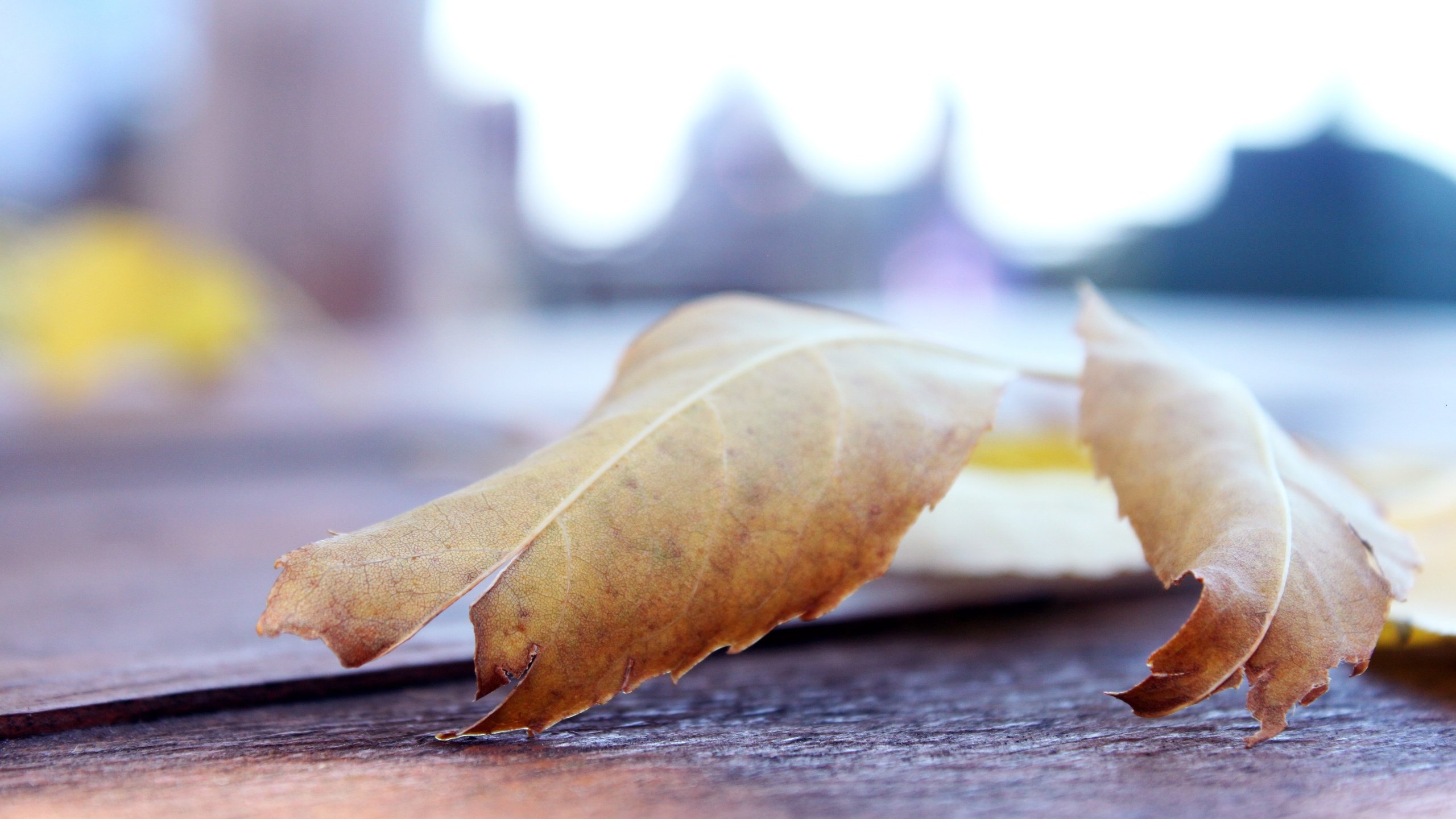 Обои макро, листок, осень, лист, macro, leaf, autumn, sheet разрешение 4752x3168 Загрузить