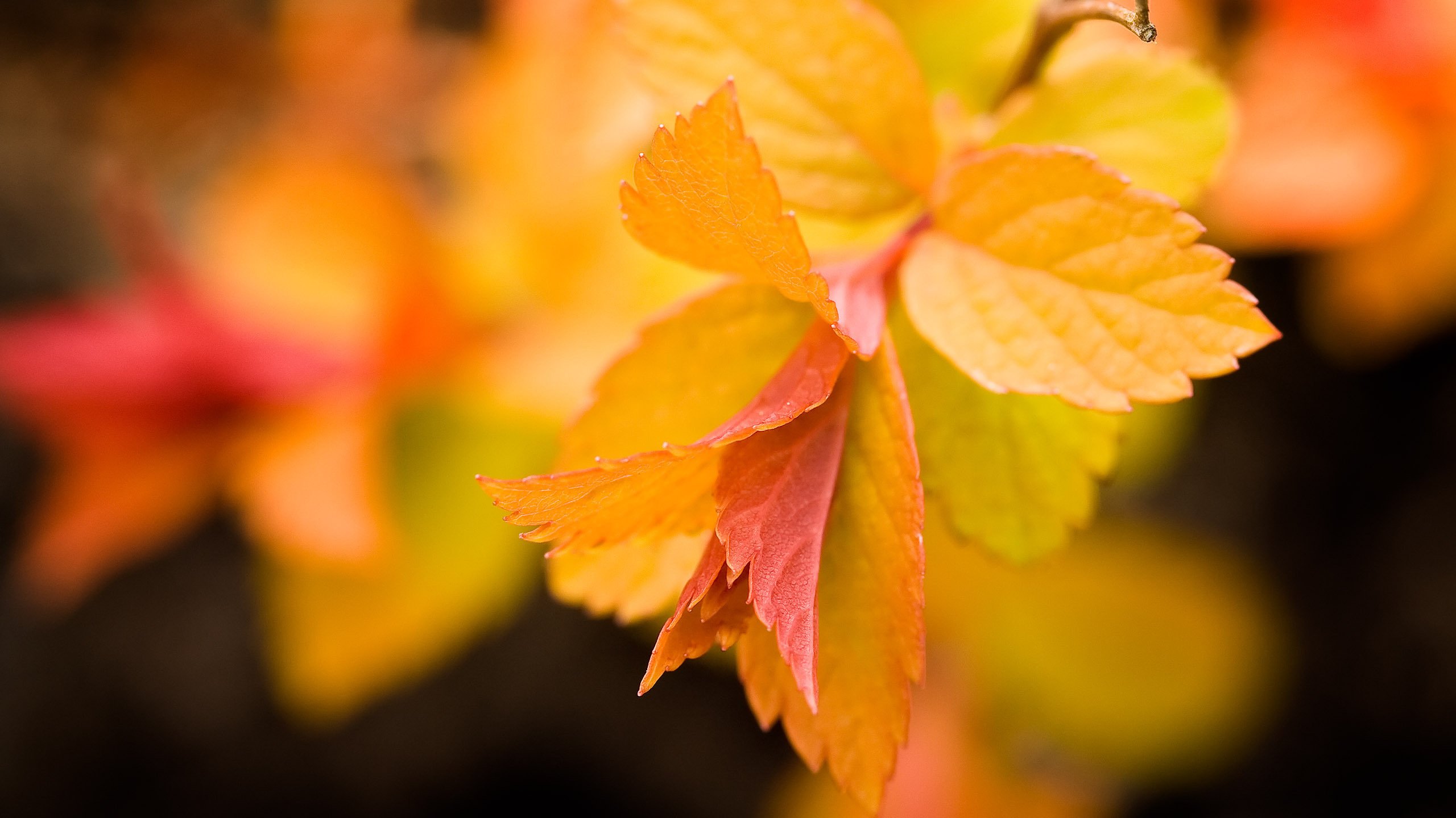 Обои листья, макро, фон, осень, желтые, ветвь, leaves, macro, background, autumn, yellow, branch разрешение 2560x1600 Загрузить