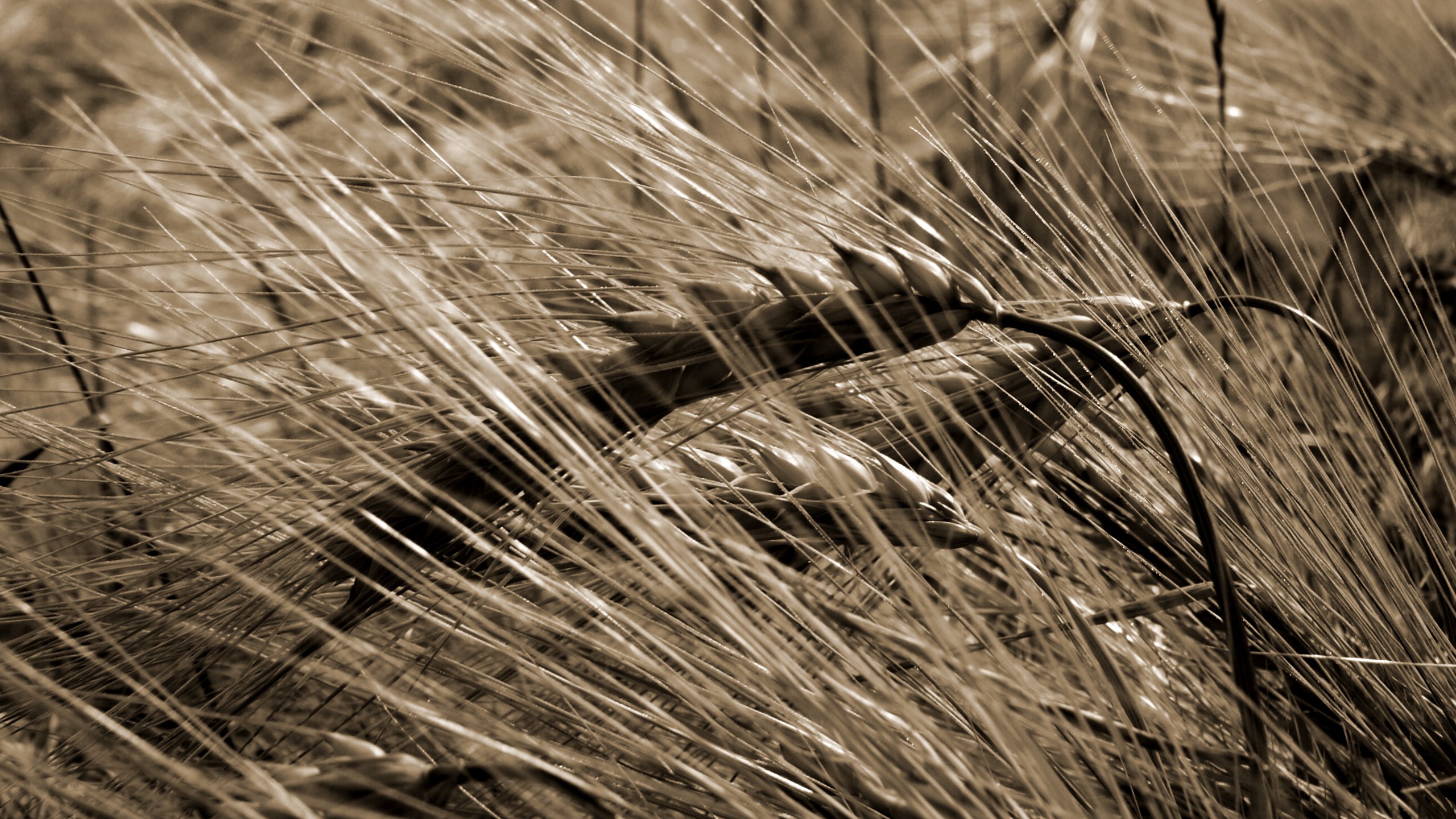 Обои природа, макро, поле, сепия, колосья, пшеница, урожай, nature, macro, field, sepia, ears, wheat, harvest разрешение 2560x1600 Загрузить