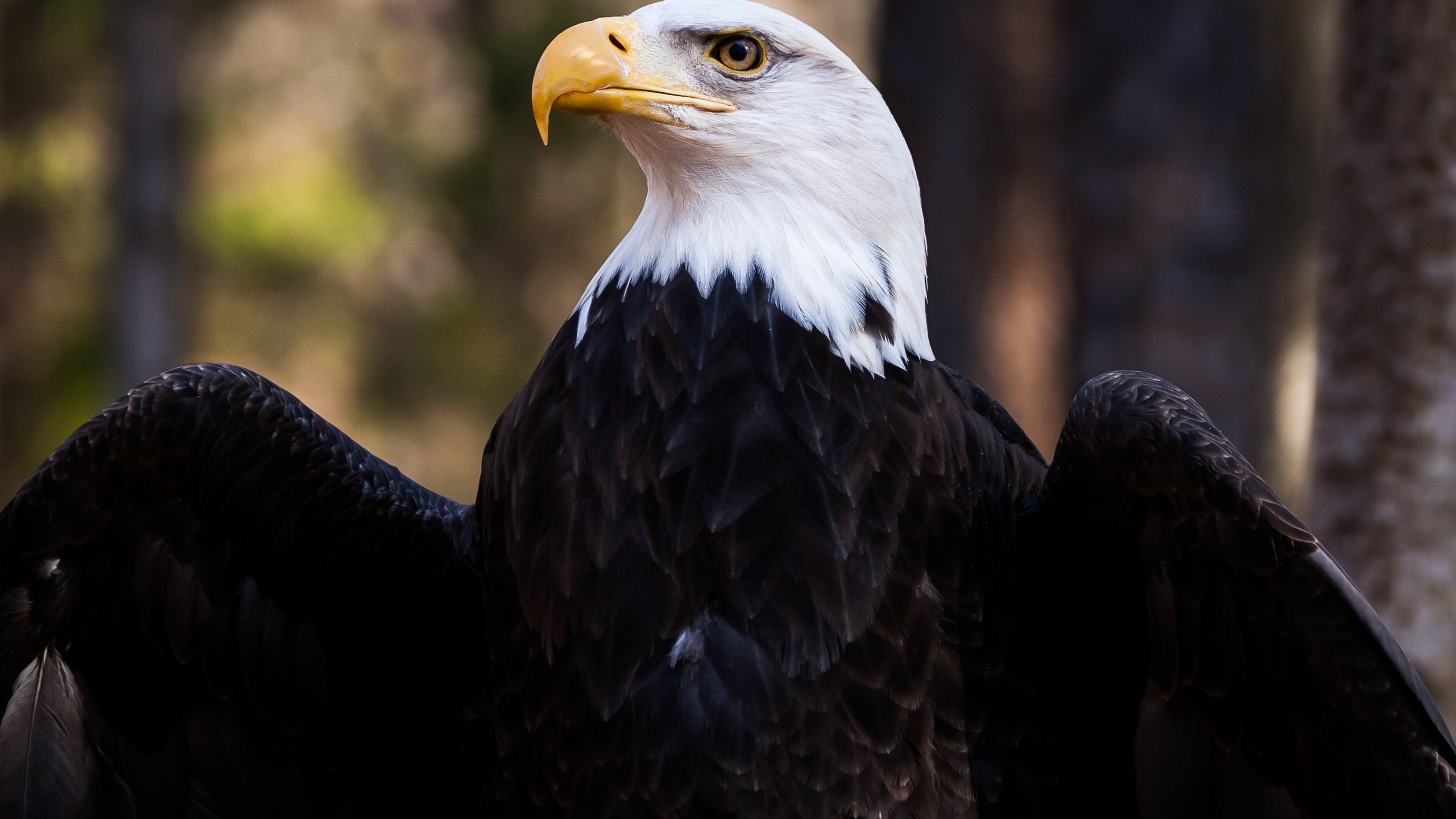 Обои крылья, орел, птица, клюв, перья, белоголовый орлан, wings, eagle, bird, beak, feathers, bald eagle разрешение 5000x3333 Загрузить