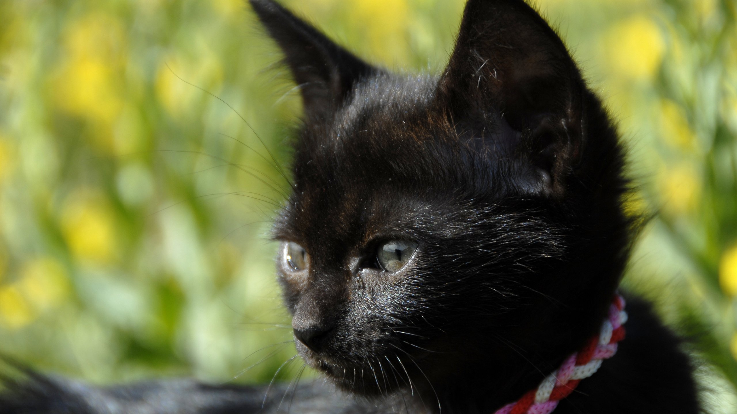 Обои кошка, котенок, черный, cat, kitty, black разрешение 2880x1800 Загрузить