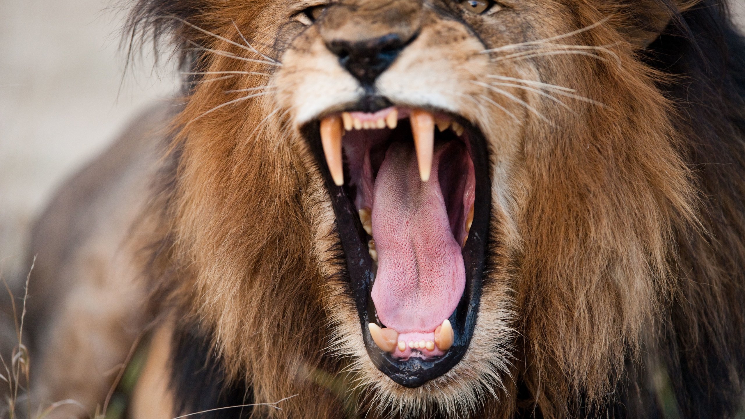 Обои взгляд, fury, хищник, зубы, лев, зубки, львёнок, голова, башка, царь зверей, look, predator, teeth, leo, lion, head, the king of beasts разрешение 8512x5664 Загрузить