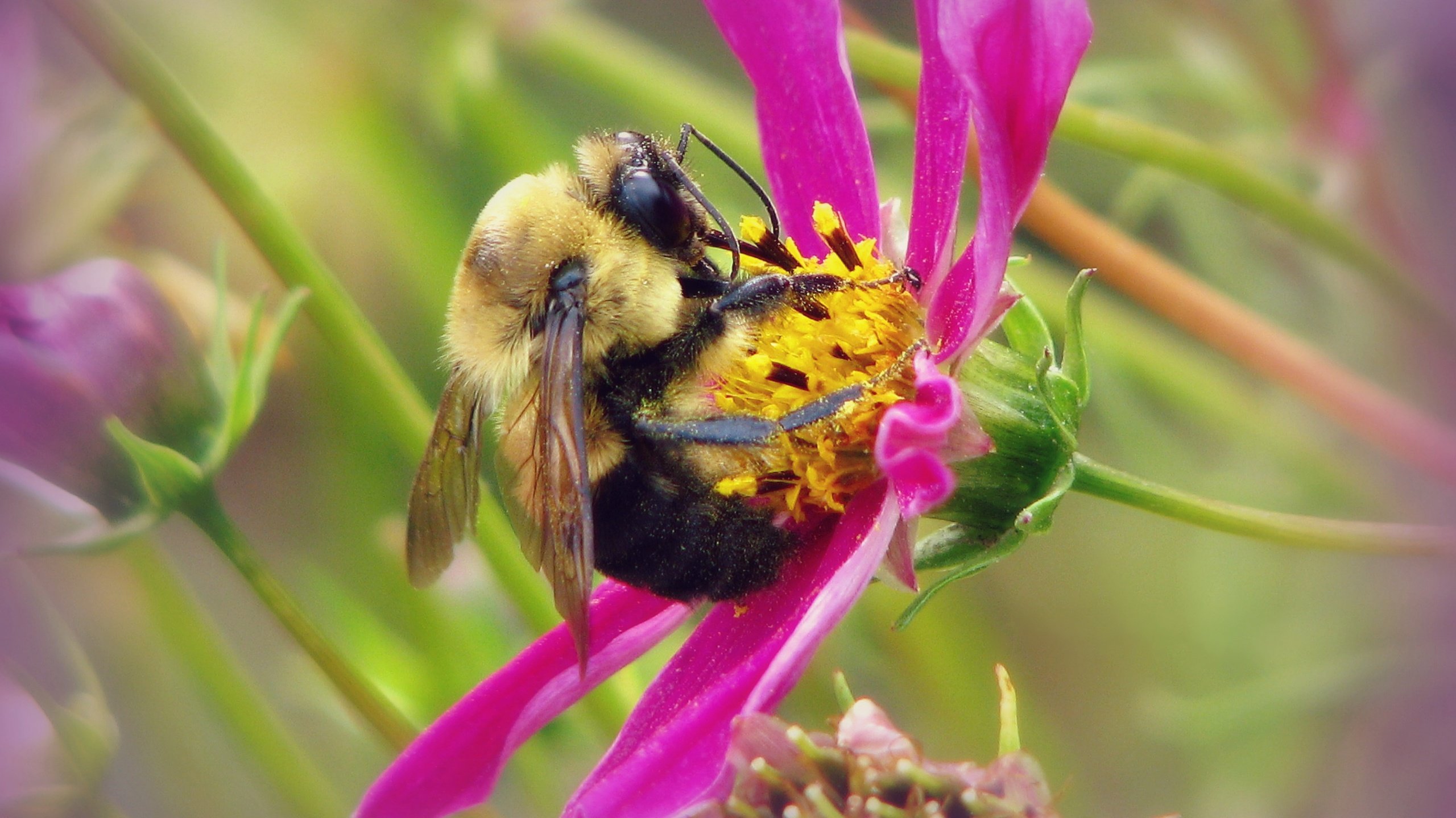 Обои макро, насекомое, цветок, шмель, macro, insect, flower, bumblebee разрешение 3128x2346 Загрузить