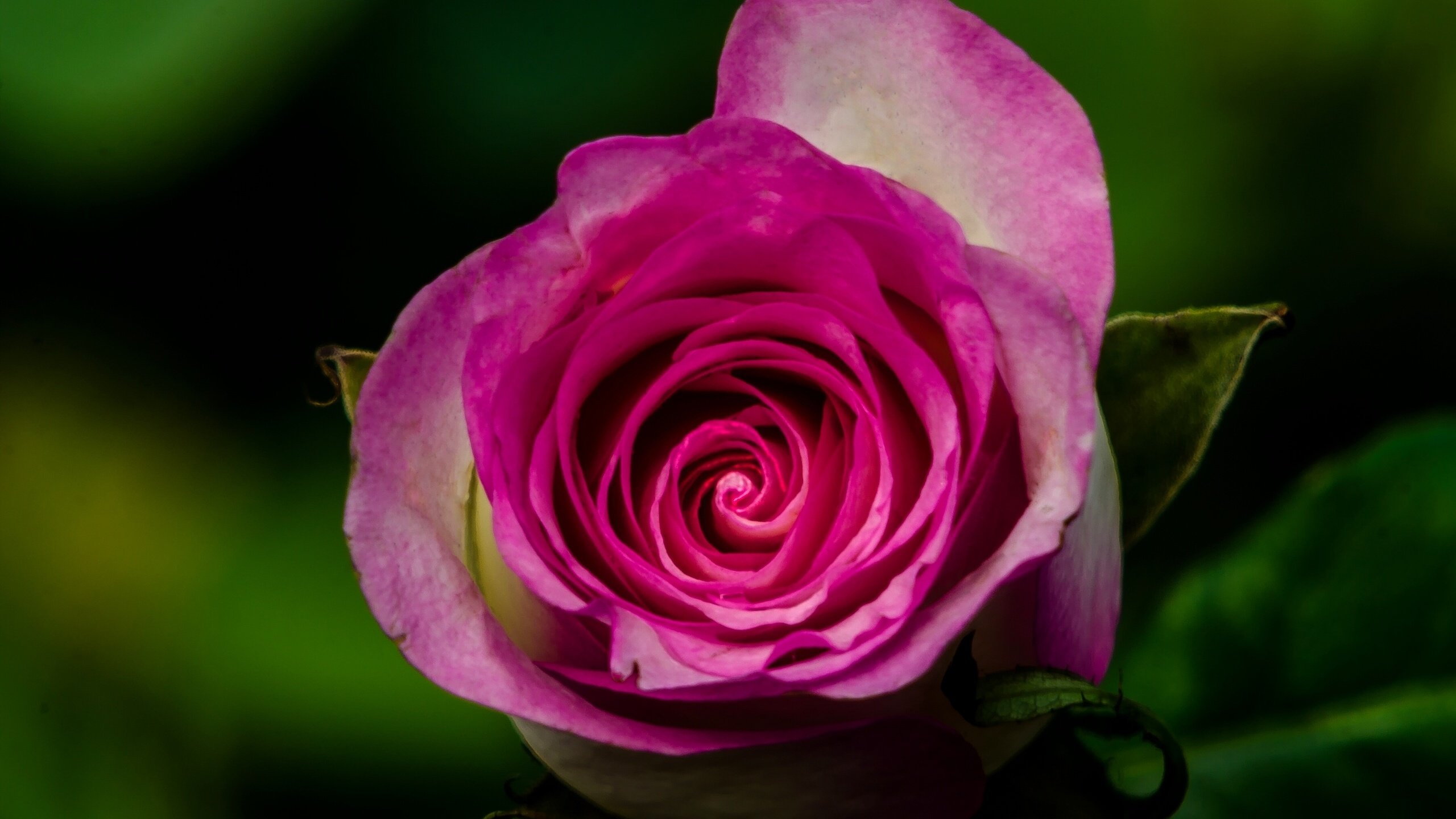 Обои природа, макро, цветок, роза, nature, macro, flower, rose разрешение 2560x1695 Загрузить