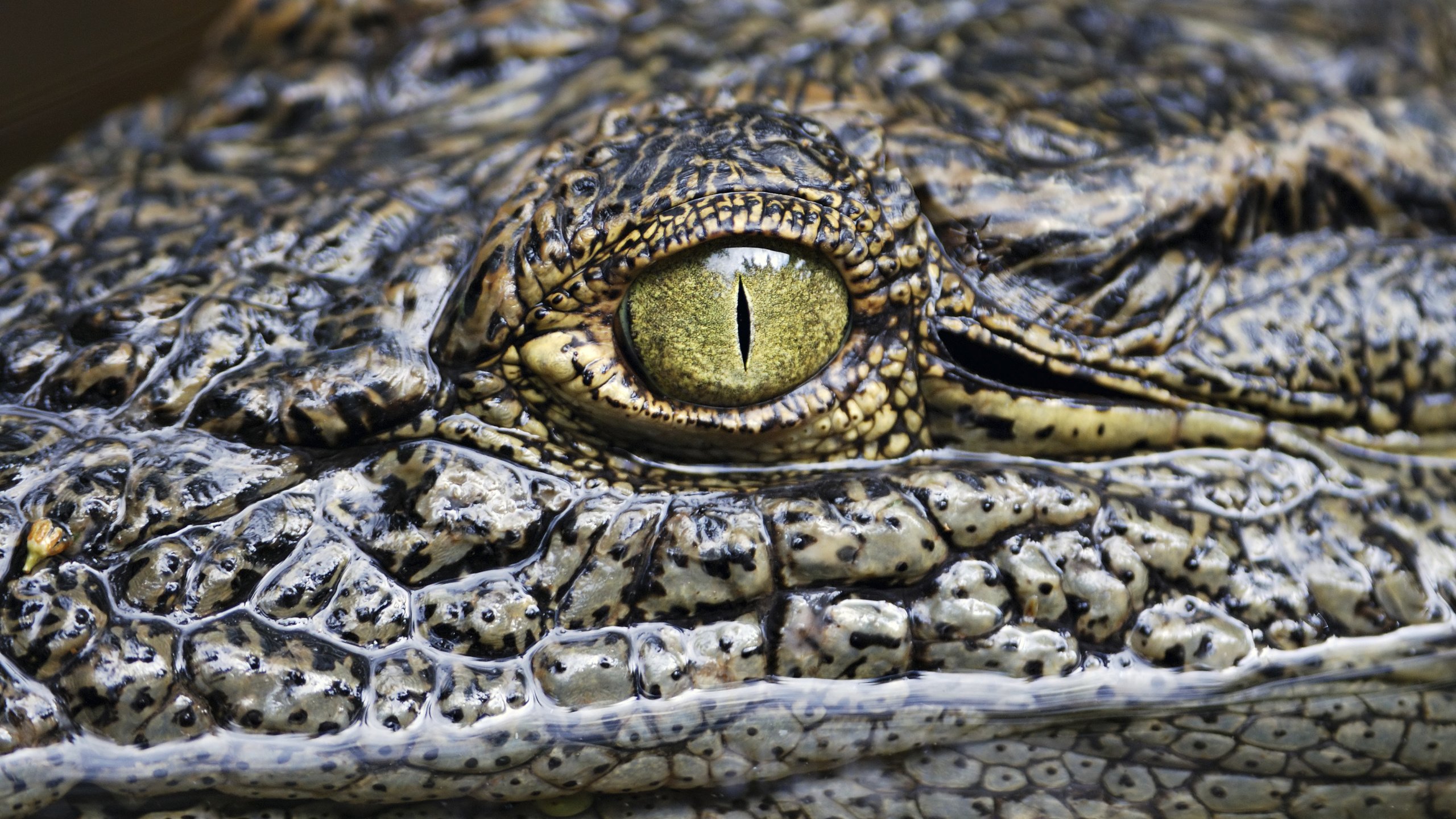 Обои глаз, крокодил, рептилия, аллигатор, eyes, crocodile, reptile, alligator разрешение 3548x2224 Загрузить