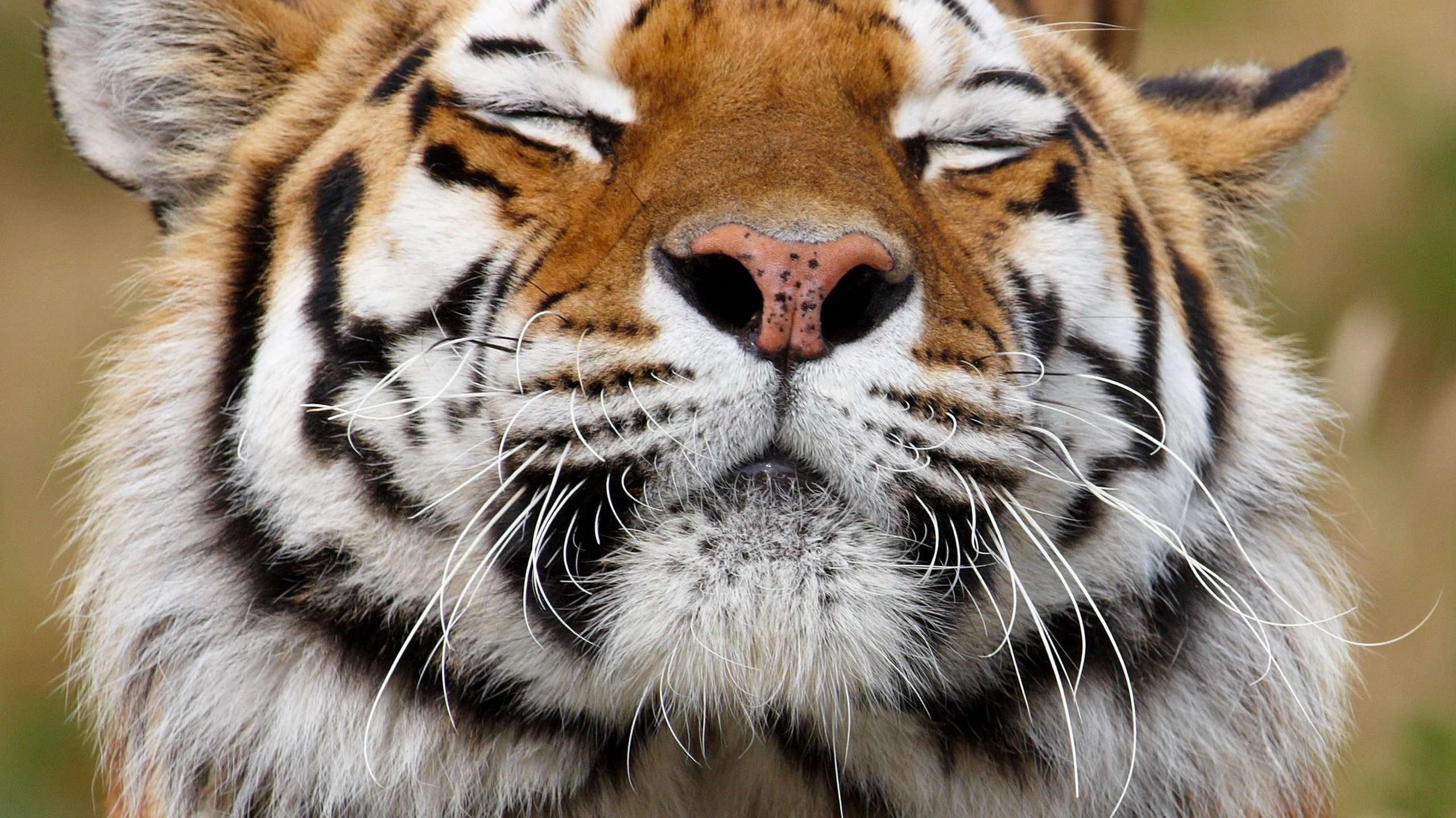 Обои тигр, морда, усы, хищник, животное, окрас, tiger, face, mustache, predator, animal, color разрешение 3879x3393 Загрузить