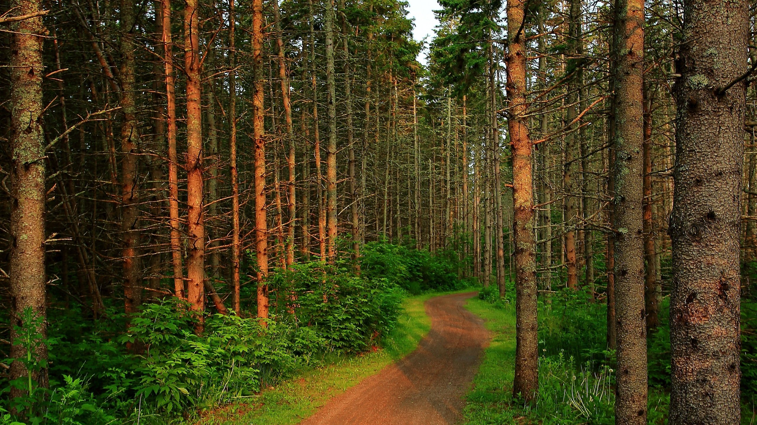 Обои деревья, лес, тропинка, деревь, на природе, trees, forest, path, nature разрешение 3840x3834 Загрузить