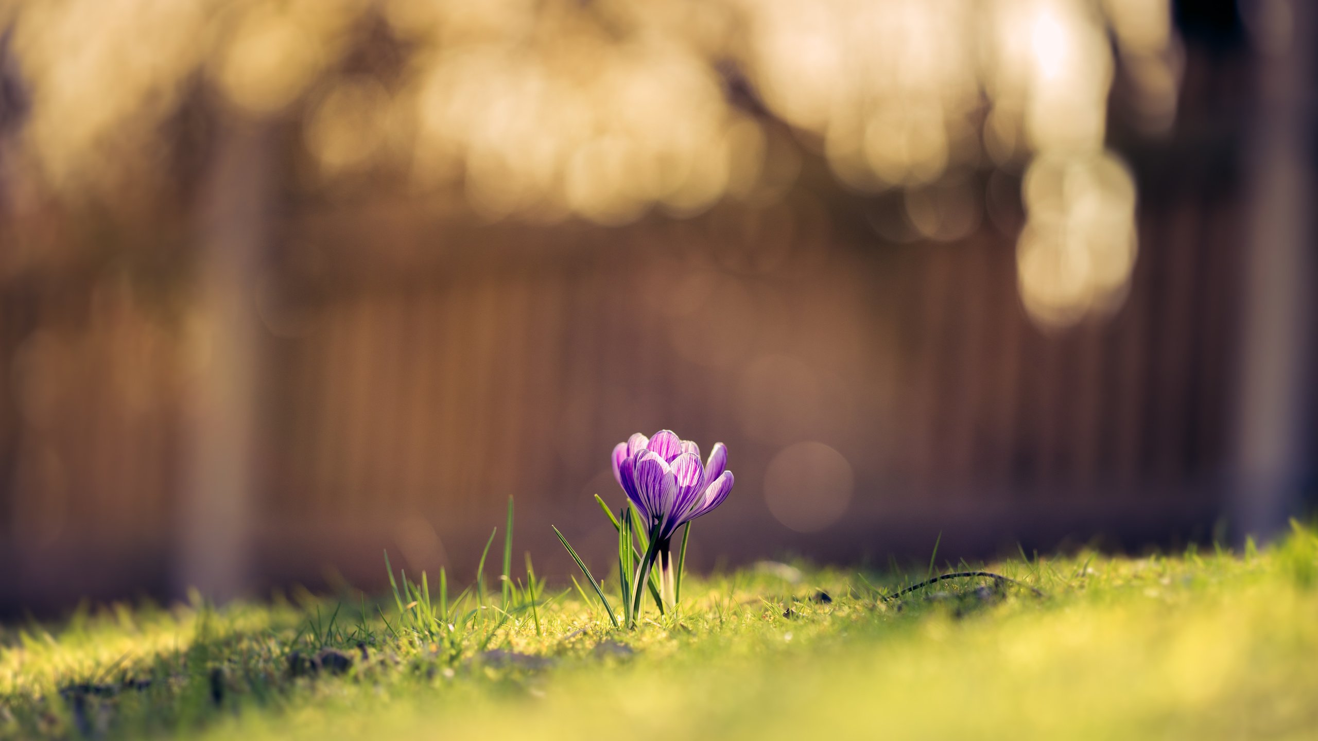 Обои природа, цветок, весна, крокус, nature, flower, spring, krokus разрешение 6000x4000 Загрузить