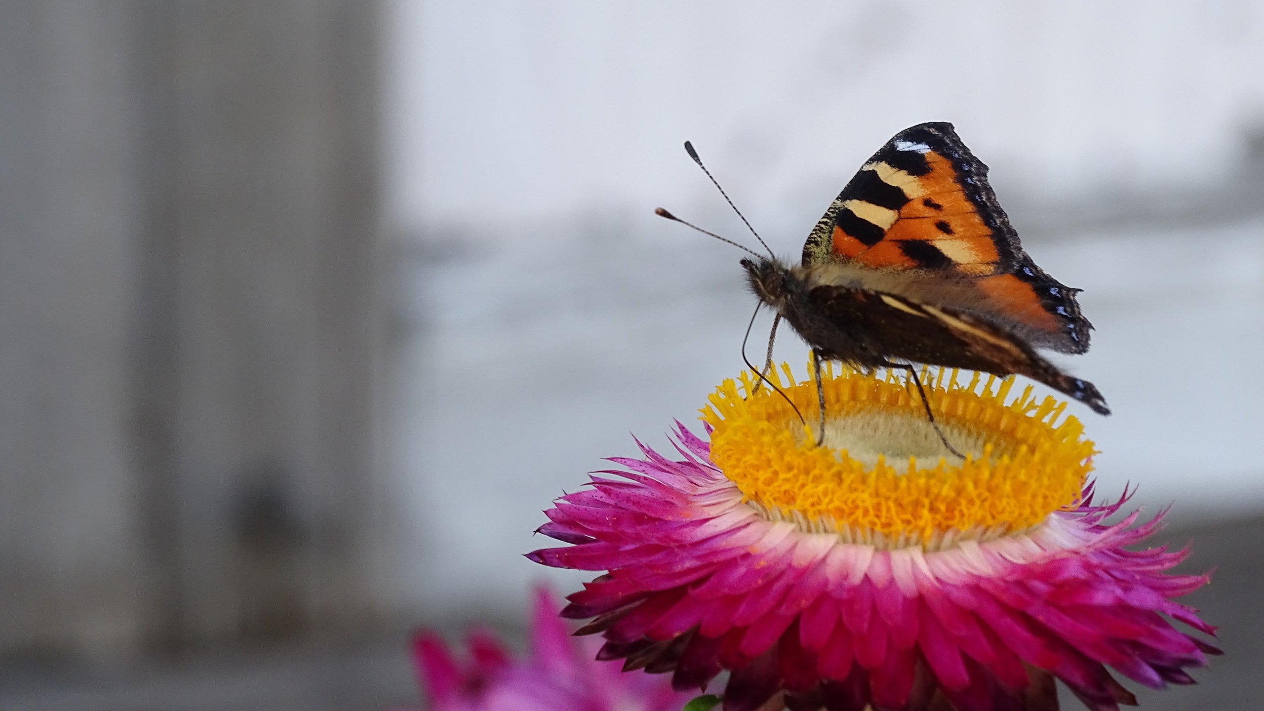 Обои насекомое, цветок, бабочка, усики, insect, flower, butterfly, antennae разрешение 5184x3888 Загрузить