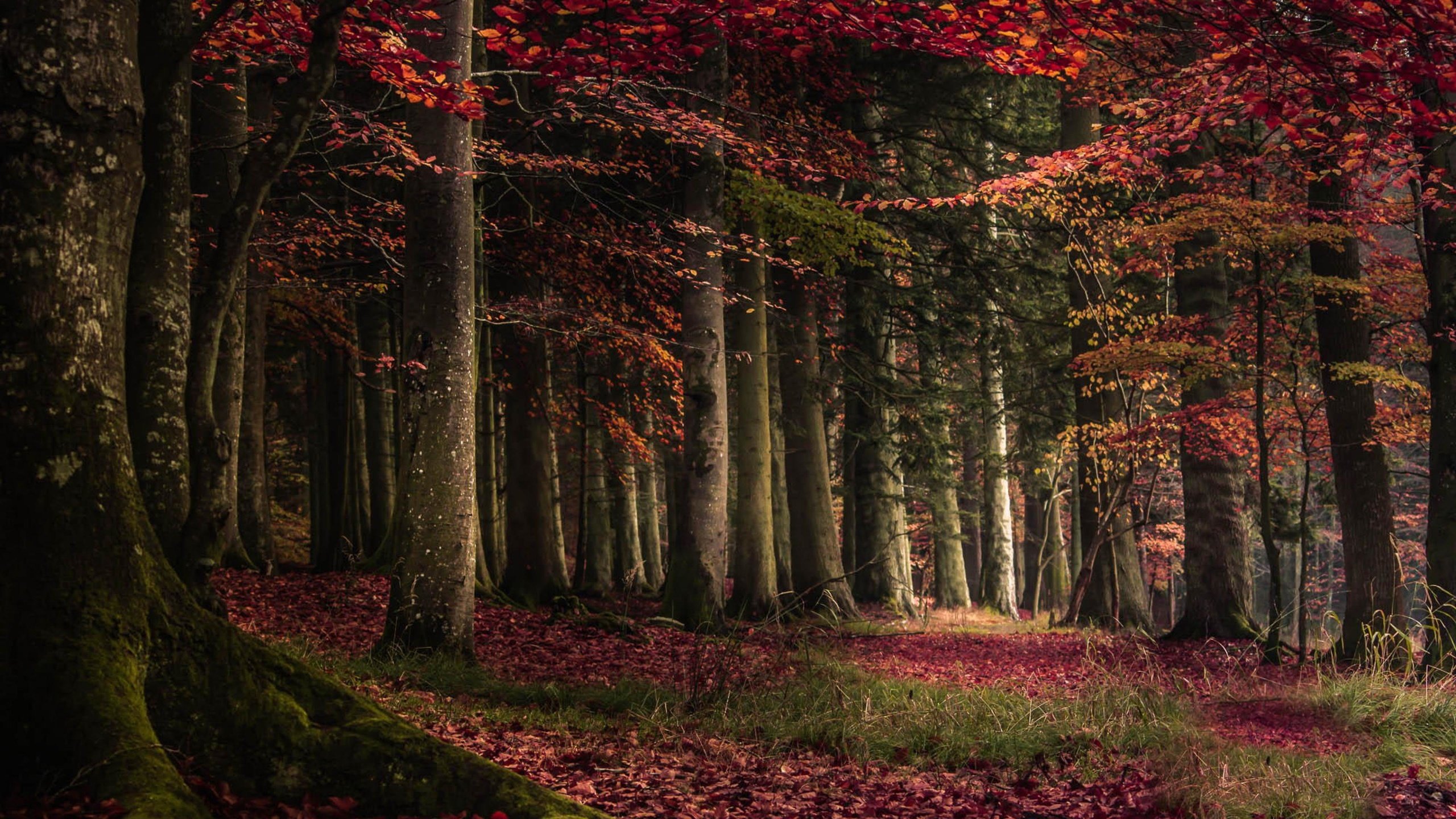 Обои свет, трава, деревья, лес, листья, утро, осень, мох, light, grass, trees, forest, leaves, morning, autumn, moss разрешение 3840x2160 Загрузить