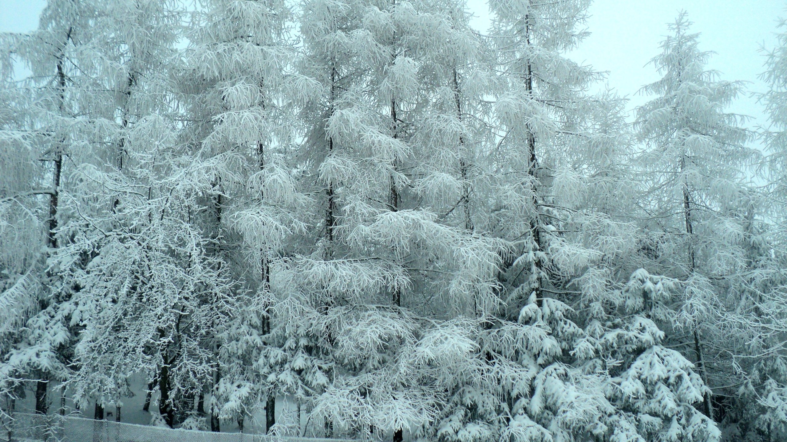Обои деревья, снег, лес, зима, мороз, деревь, изморозь, trees, snow, forest, winter, frost разрешение 4000x3000 Загрузить